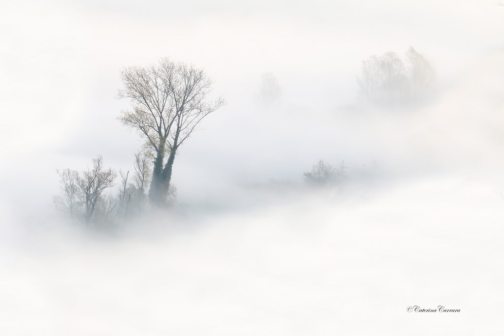 The Adda and its fog.