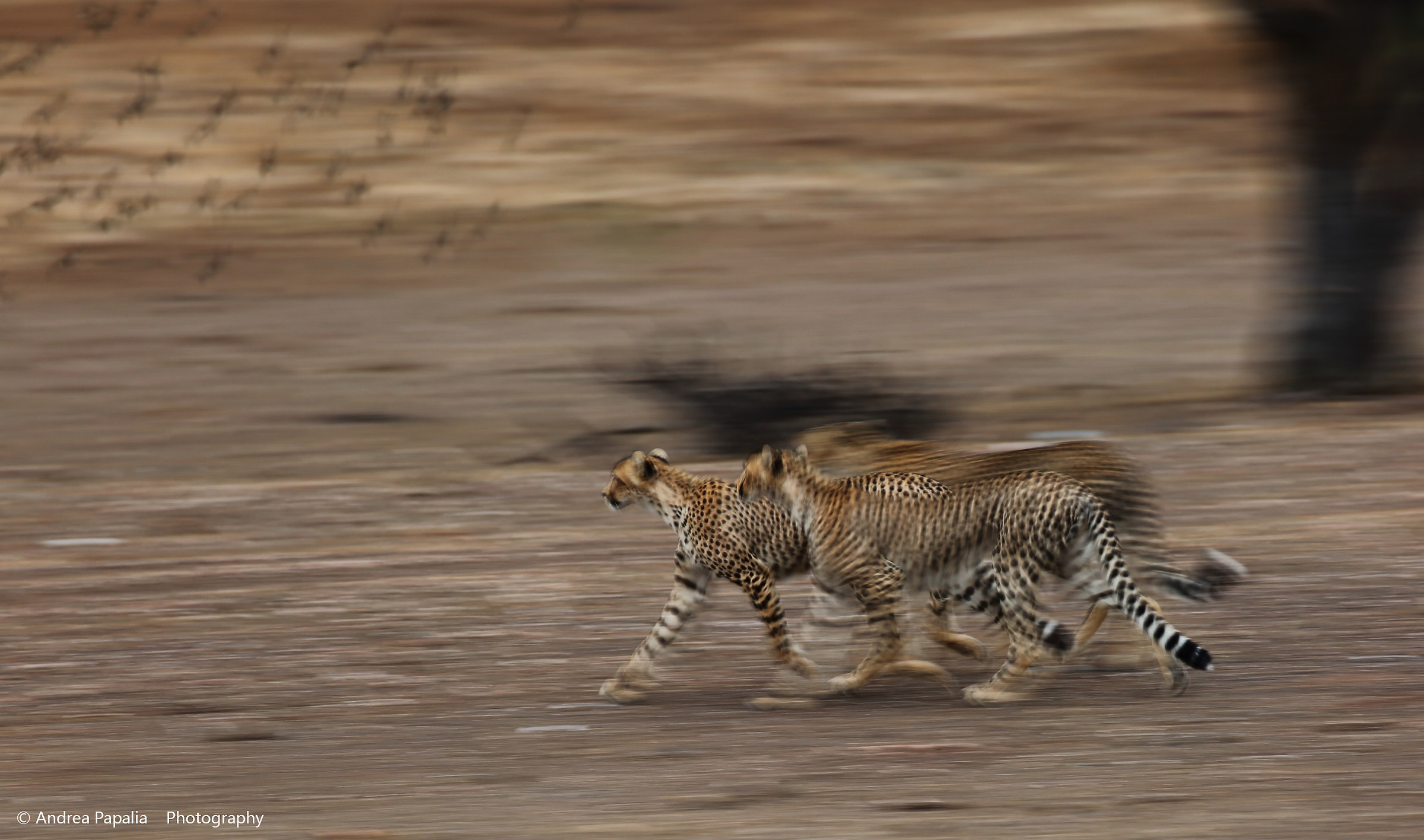 Ghepardi al trotto.. e in Botswana inizia la caccia