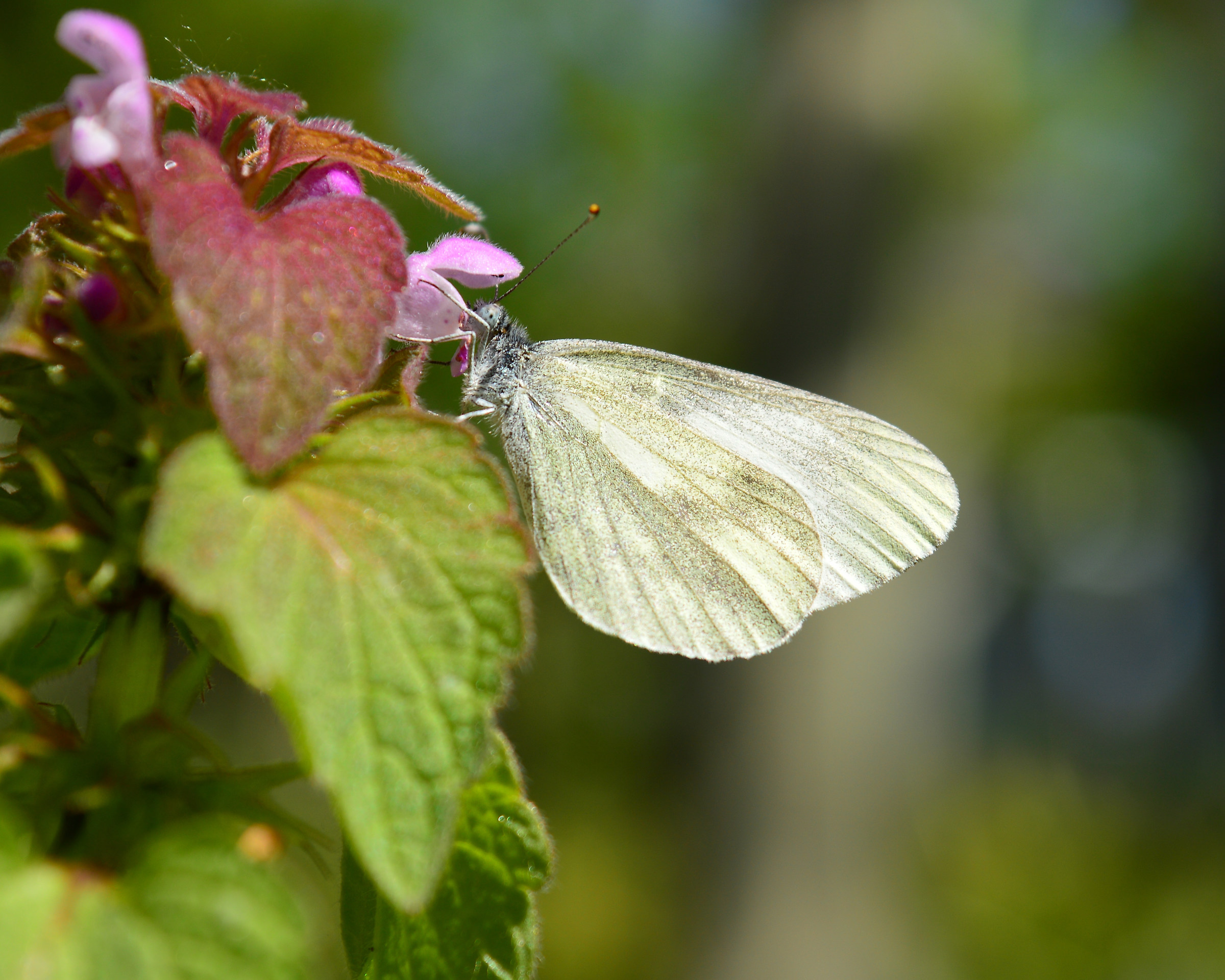 Leptidea Sinapis n.3
