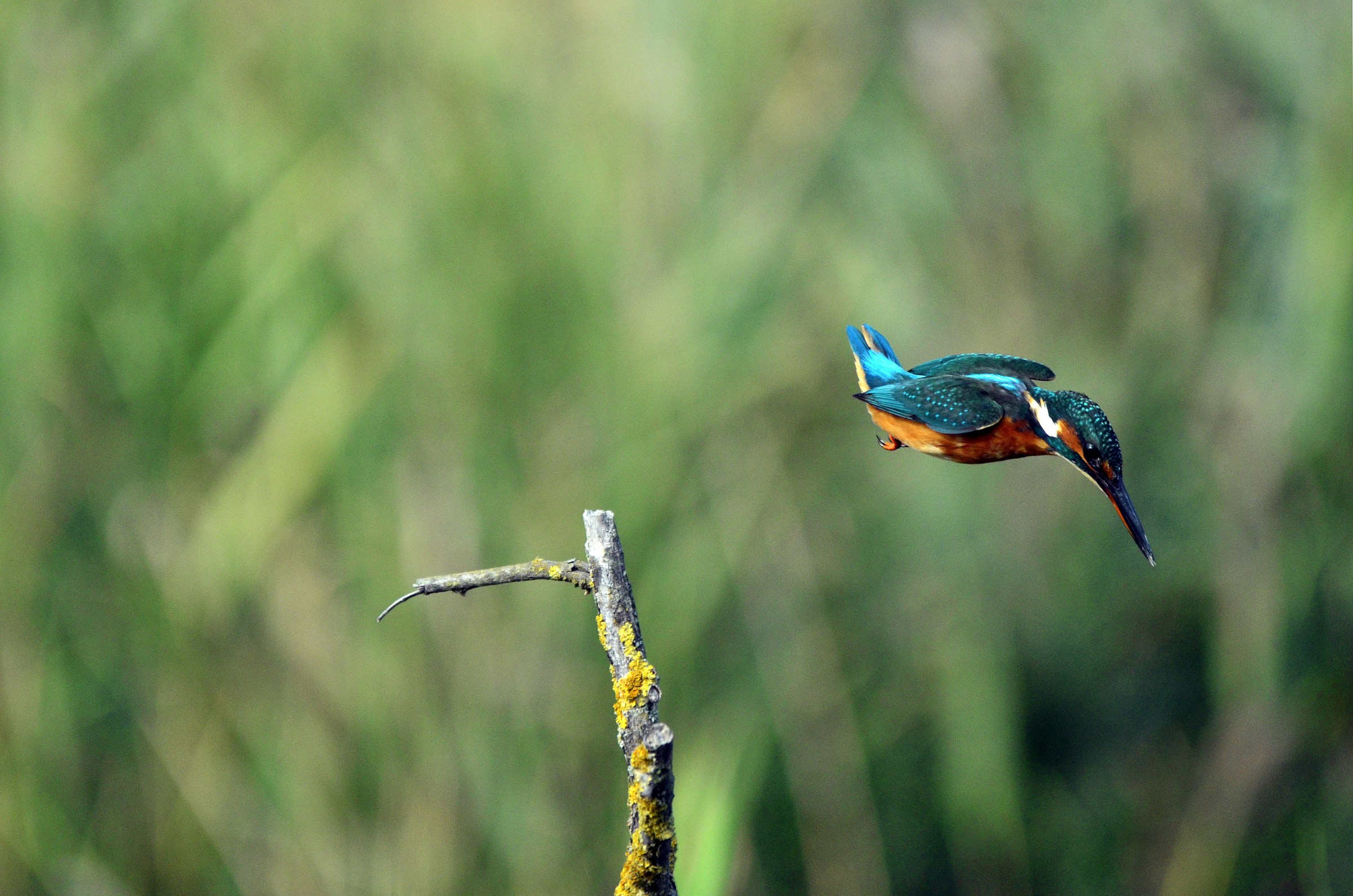 Kingfisher