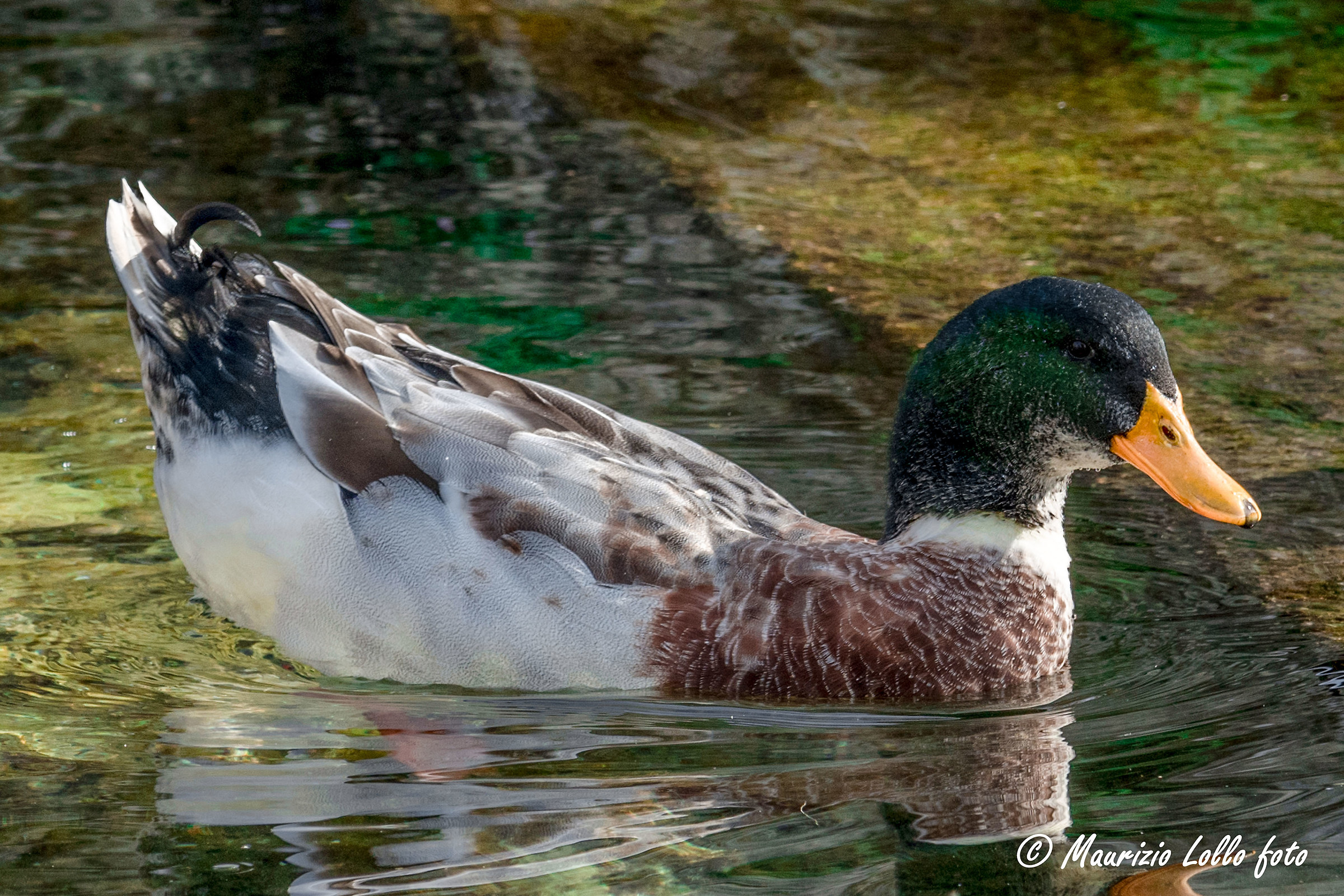 uccelli, riflessi e colori