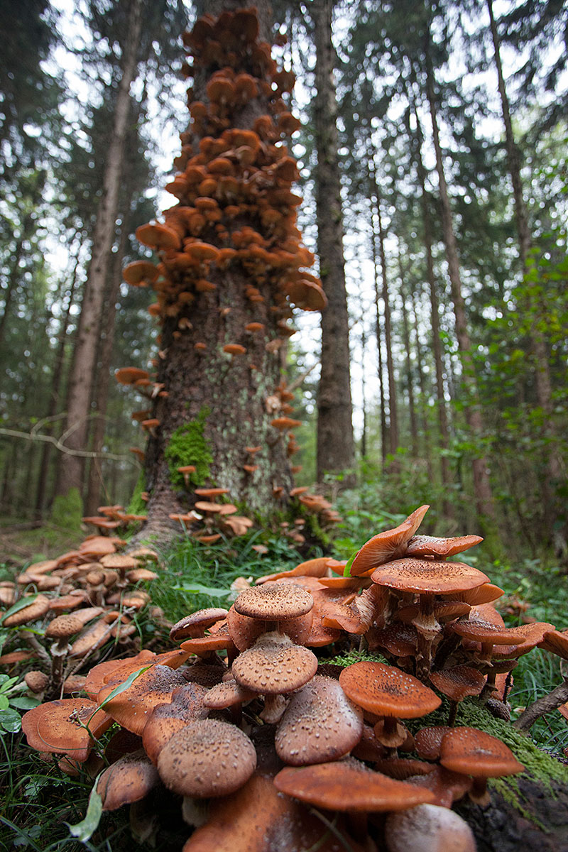Go troat the sfons .... (Trans: I found the mushrooms)