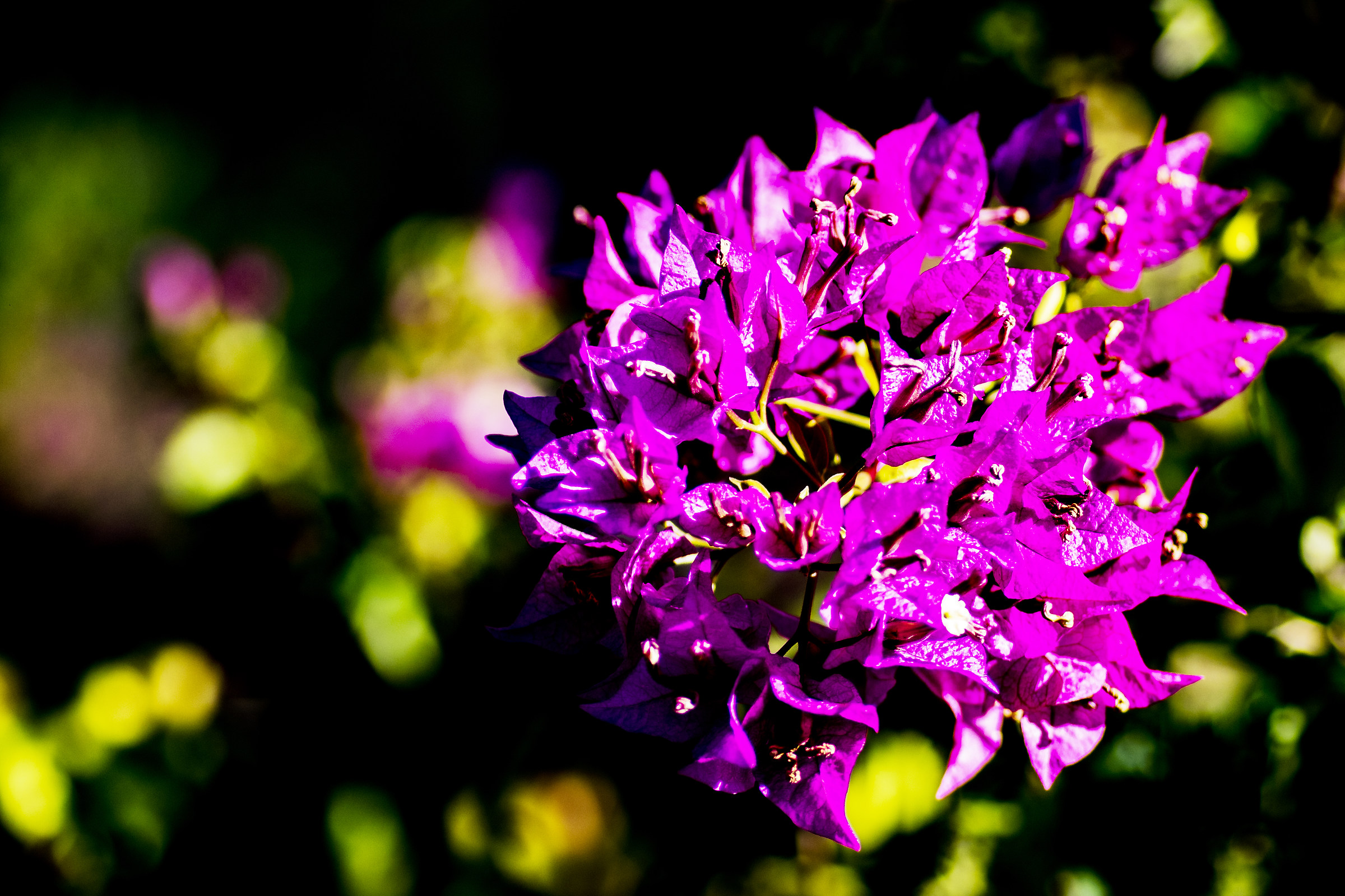 buganvillea novembrina