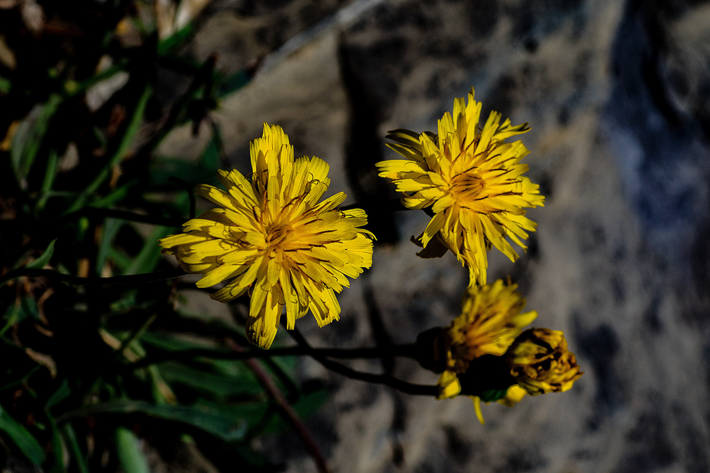 Fiorellini tra le roccie