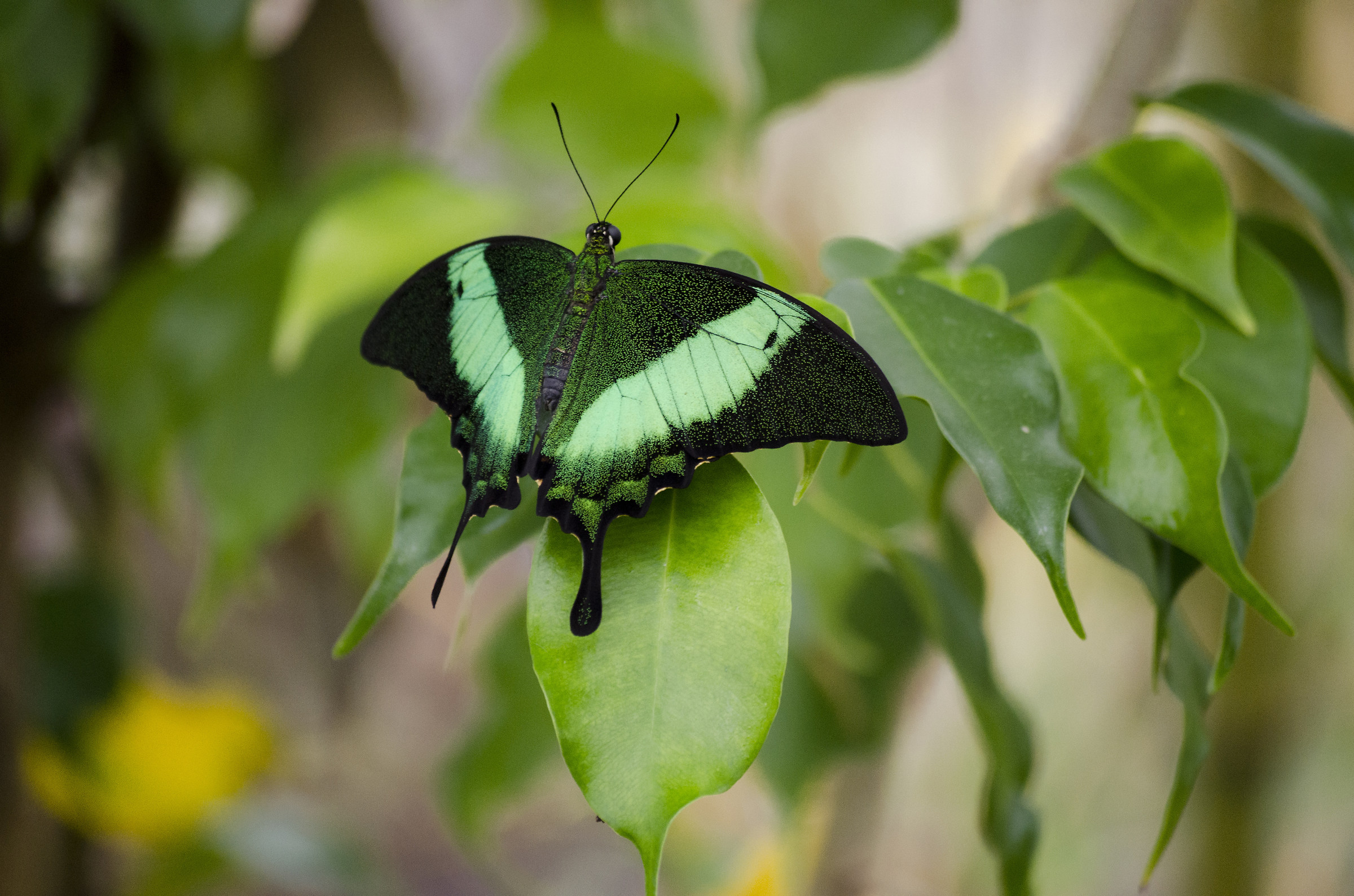 Papilio palinurus