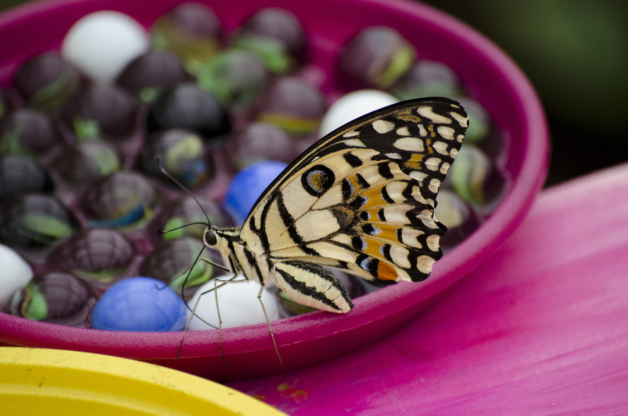 Papilio demoleus libanius