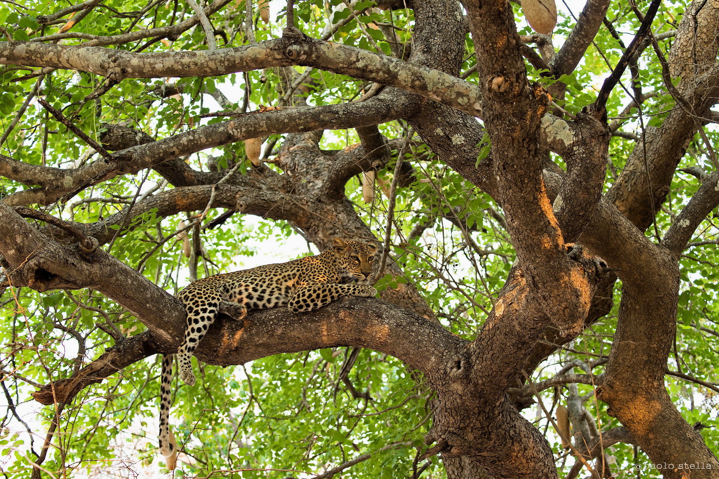 leopard on a sausage tree