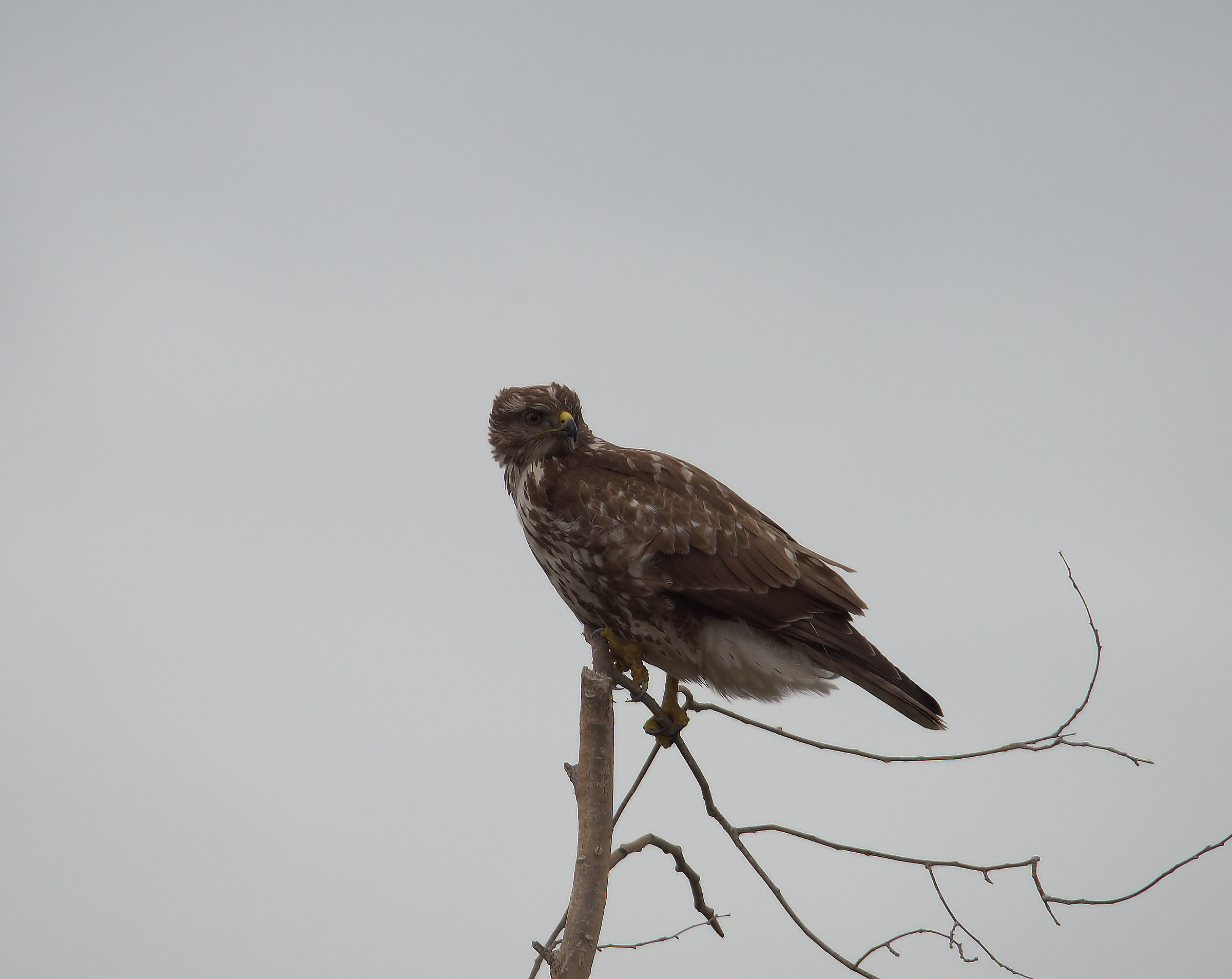 Buzzard