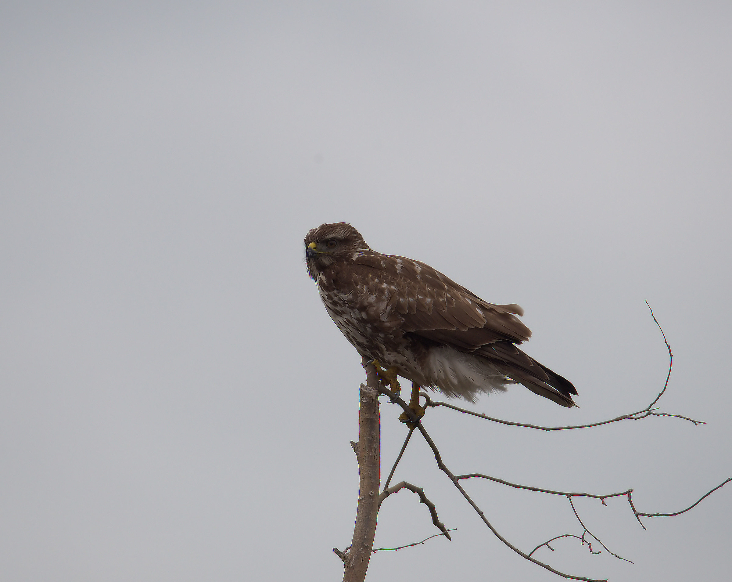 Buzzard