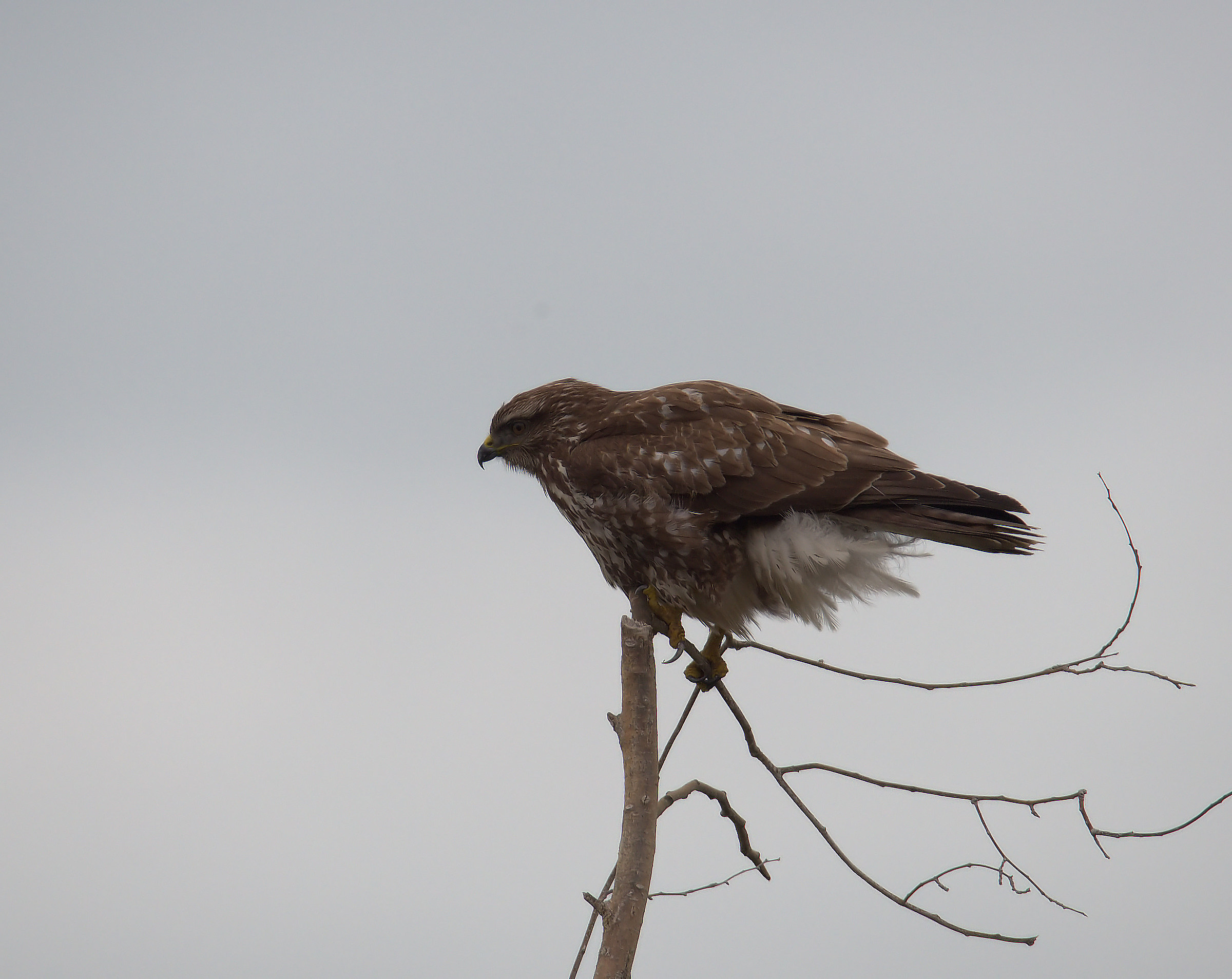 Buzzard