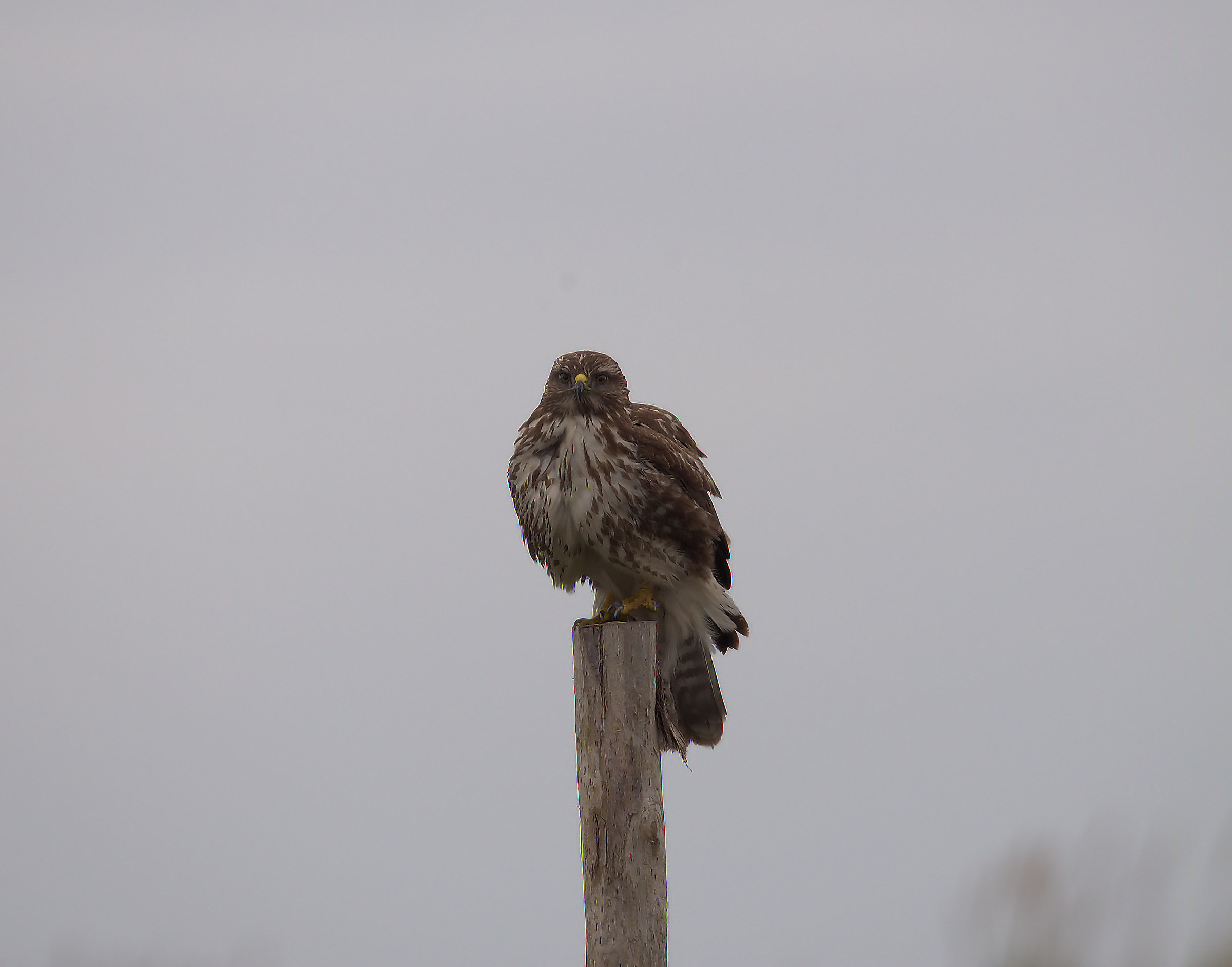 Buzzard