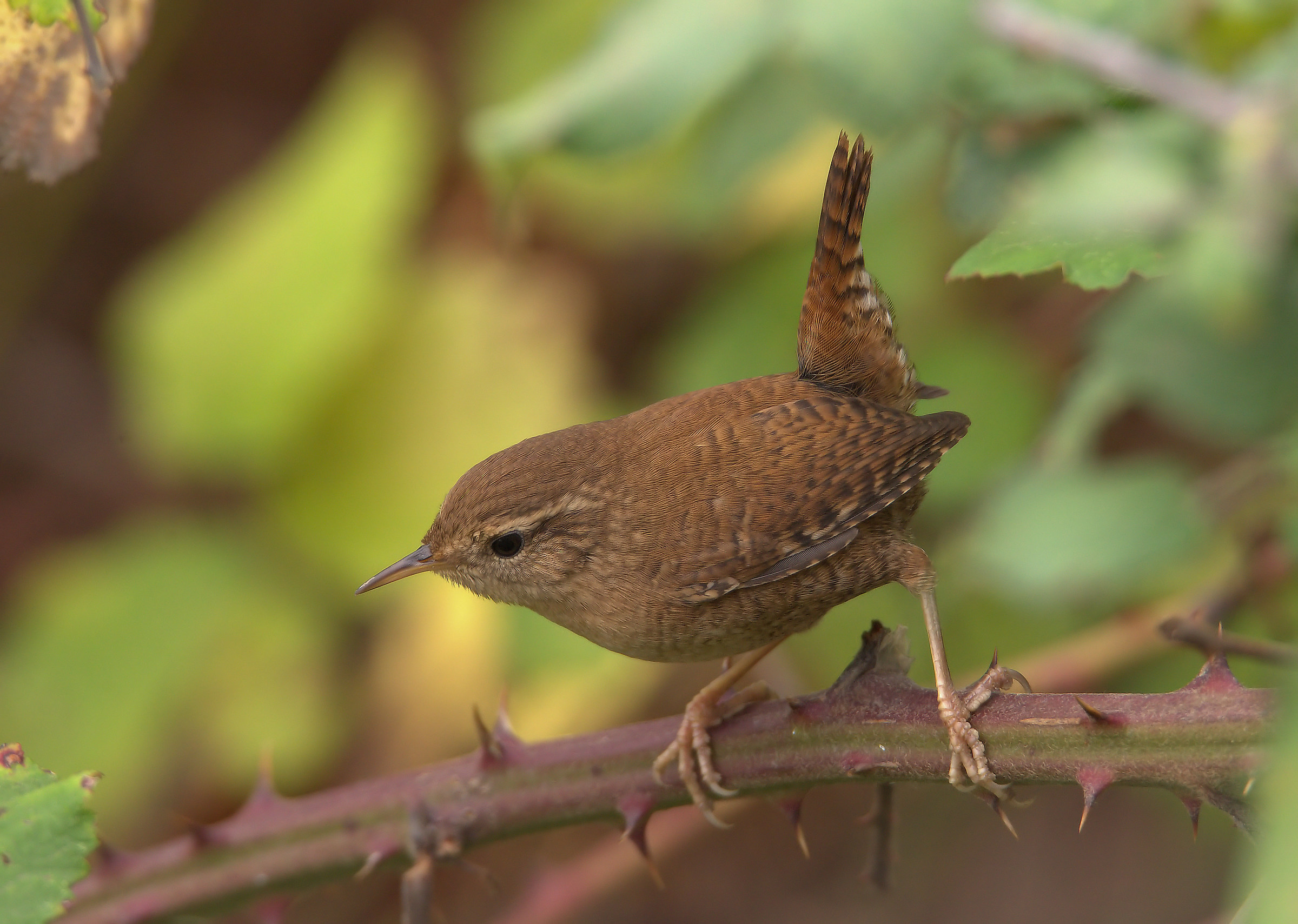 Wren