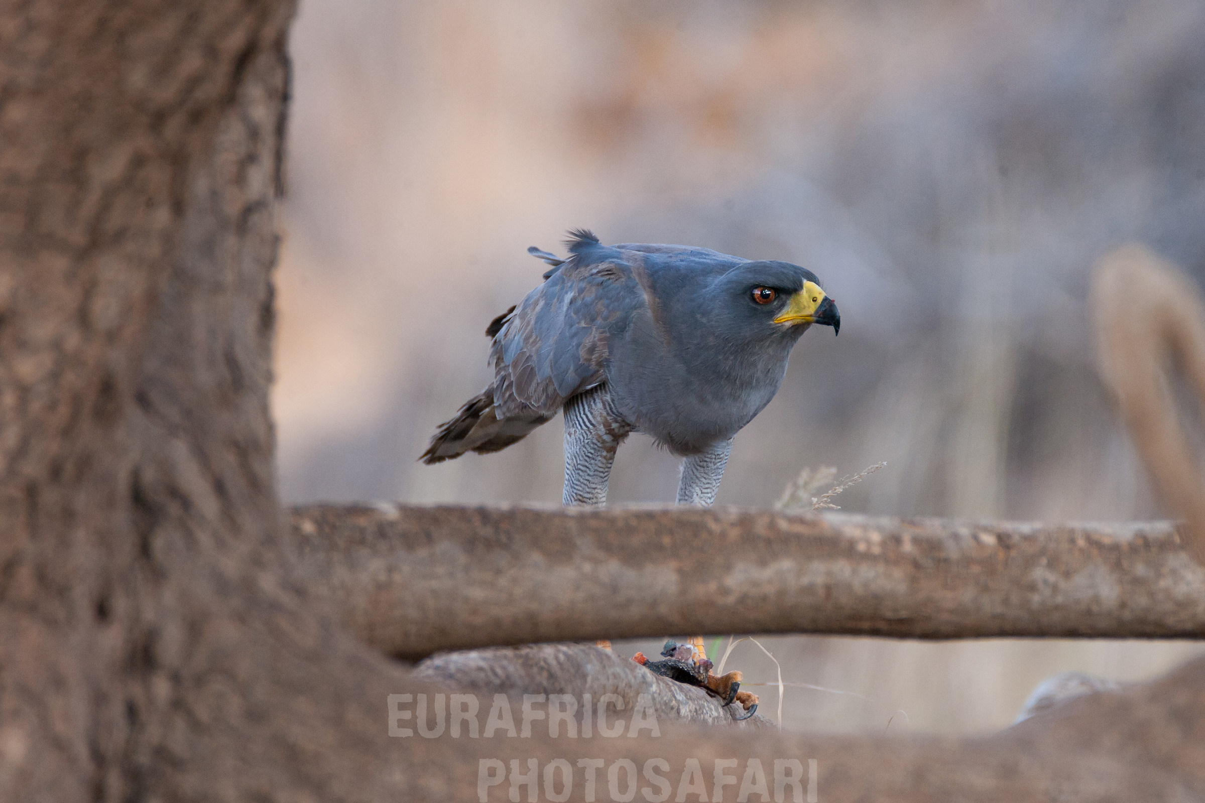 Eastern Chanting Goshawk