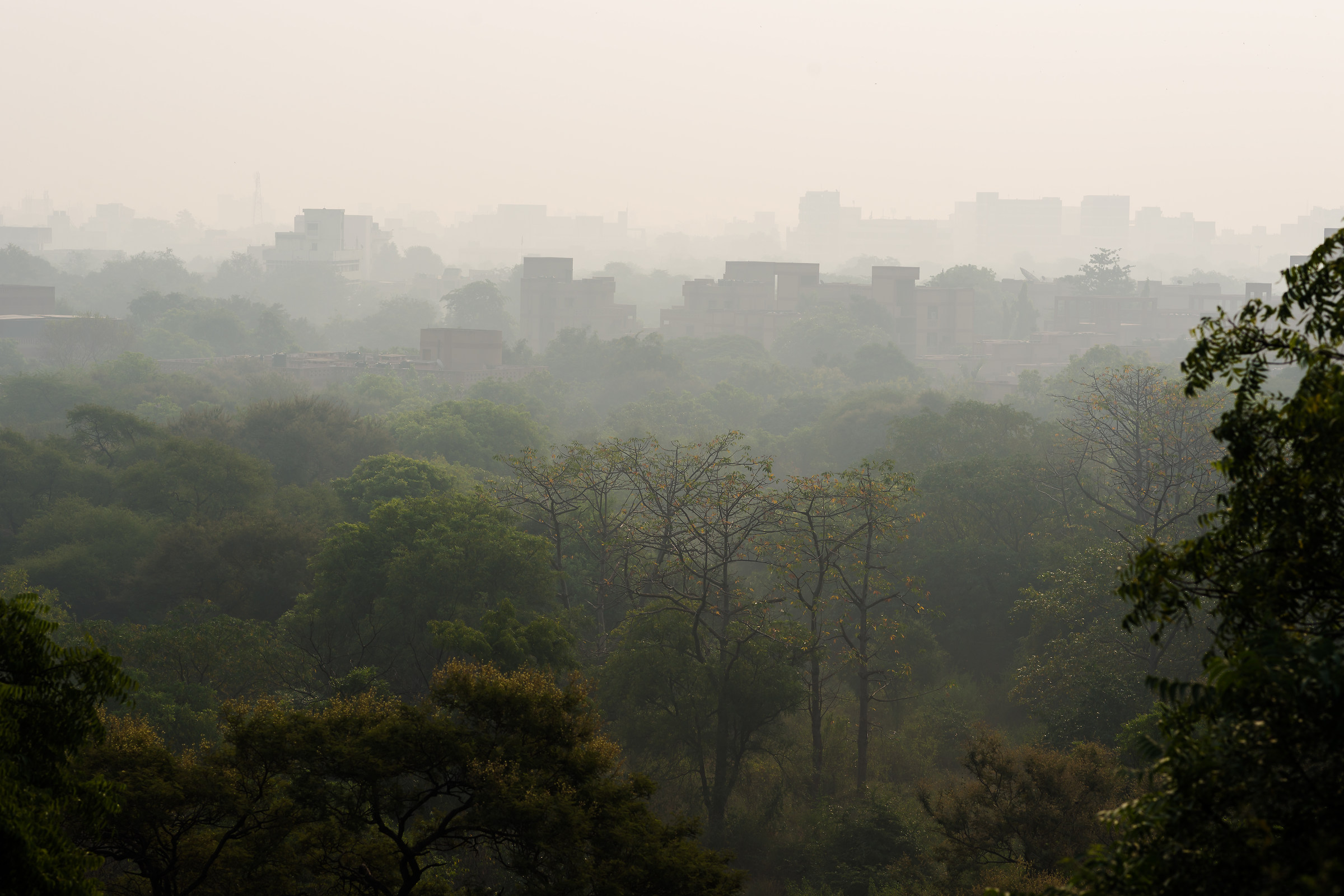 Foggy winter morning in cima a psr, JNU