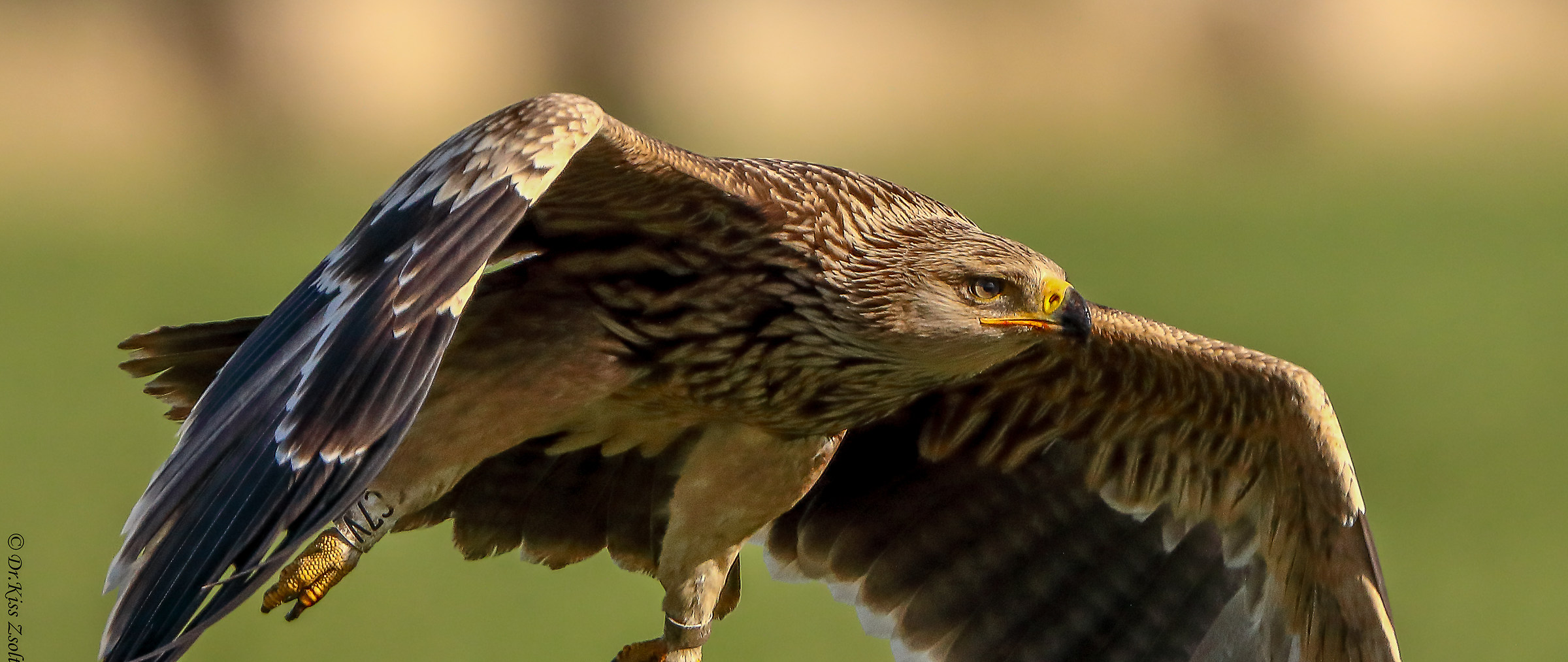 Primo piano dell'aquila imperiale