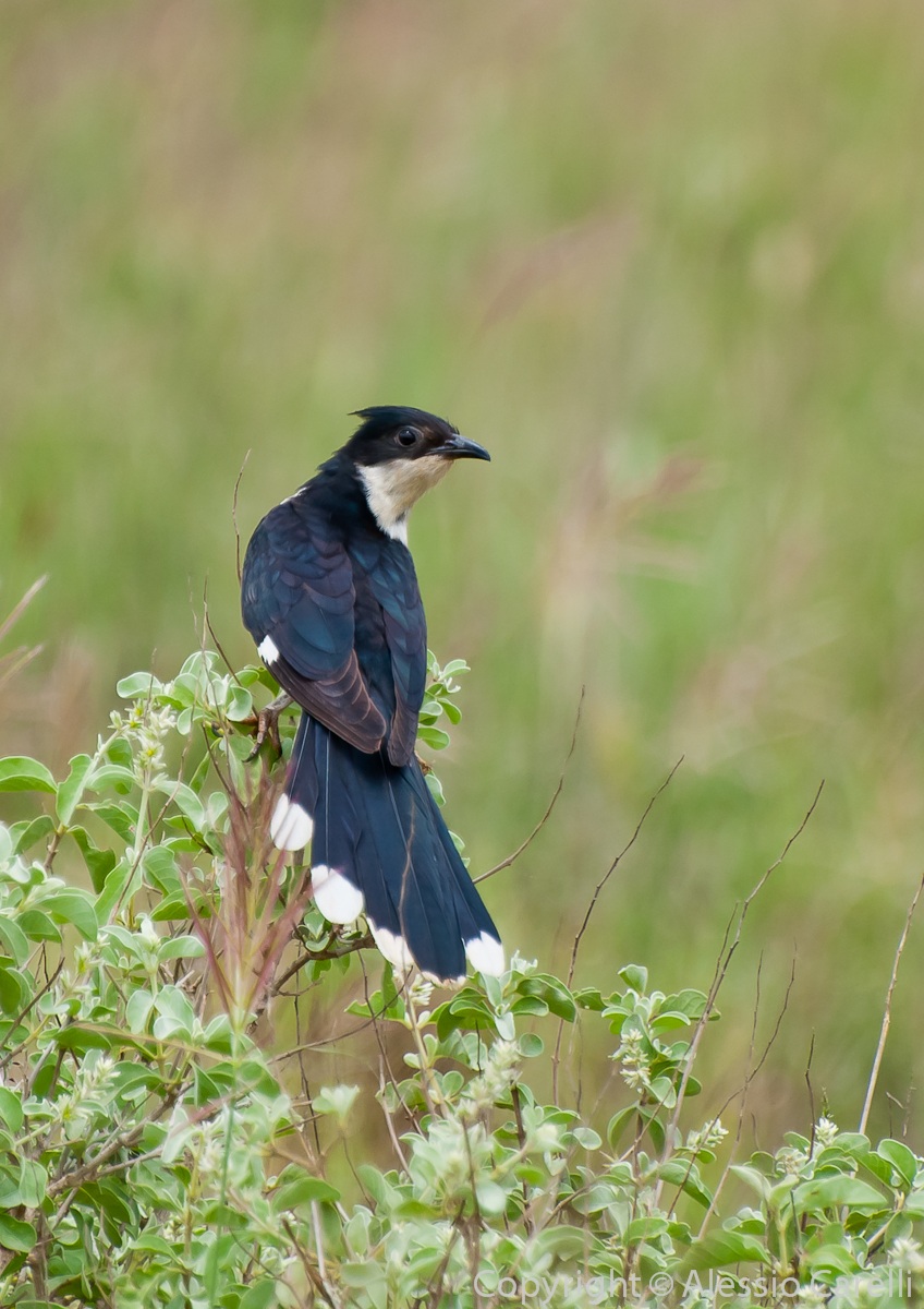 Black and white cukoo (cuculo bianco e nero) - Kenya