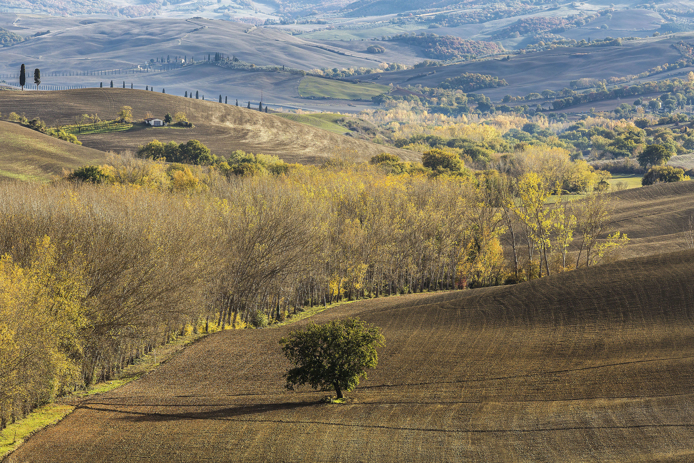 Tuscan fields