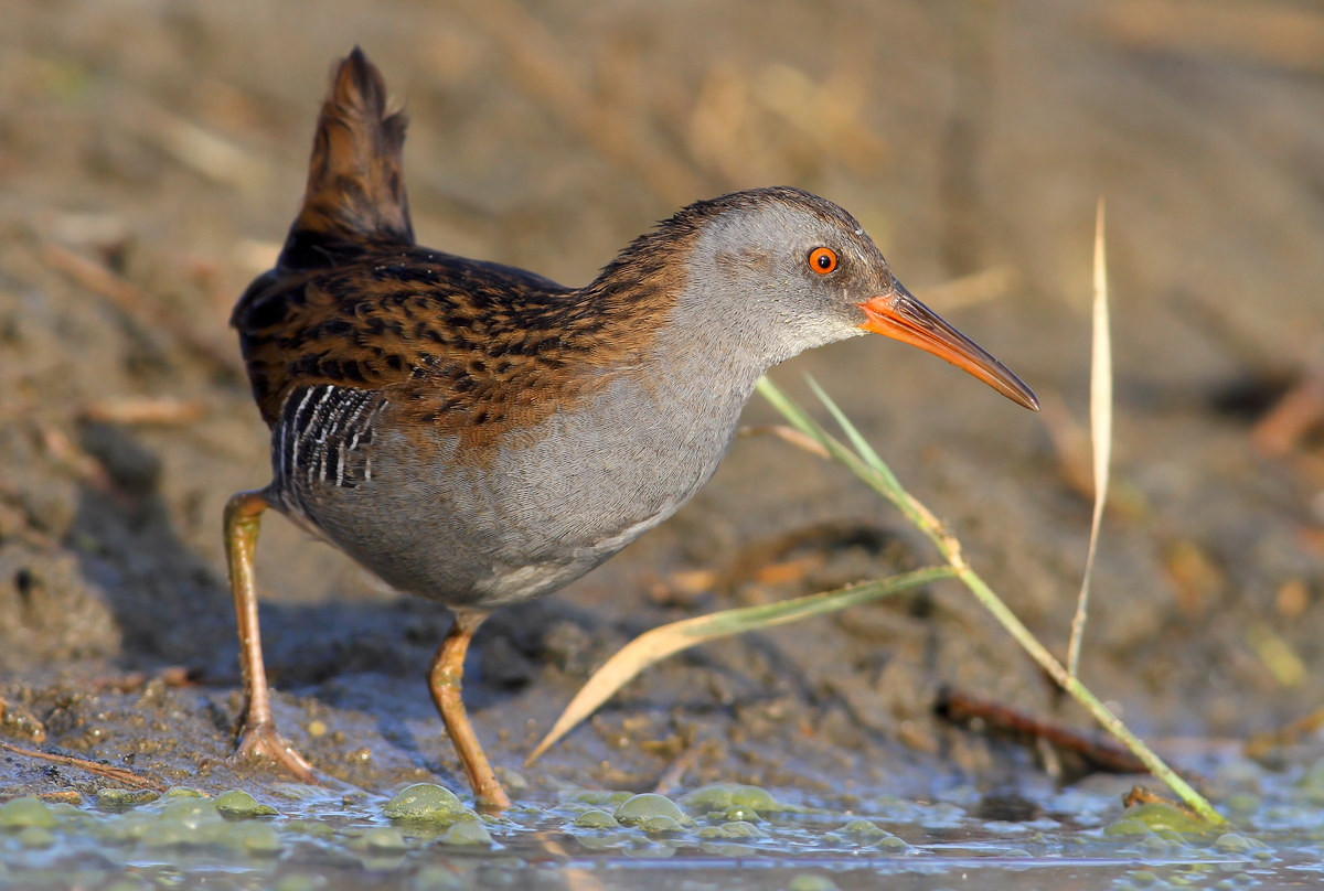 Water Rail