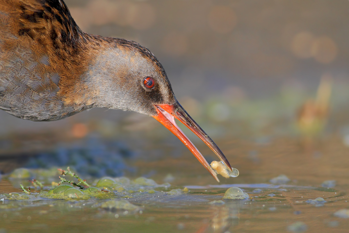 Water Rail