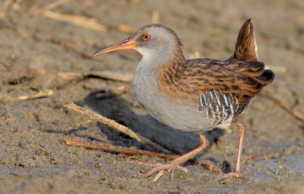 Water Rail