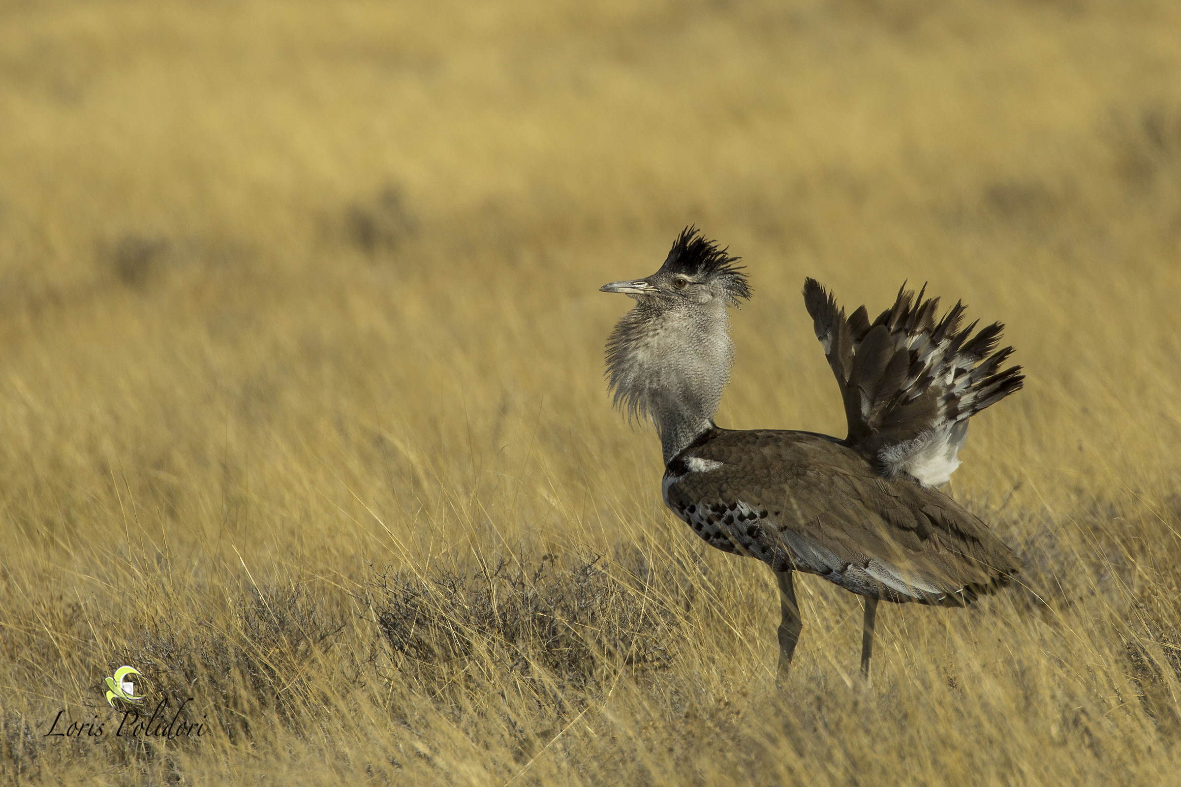 Kori bustard in love