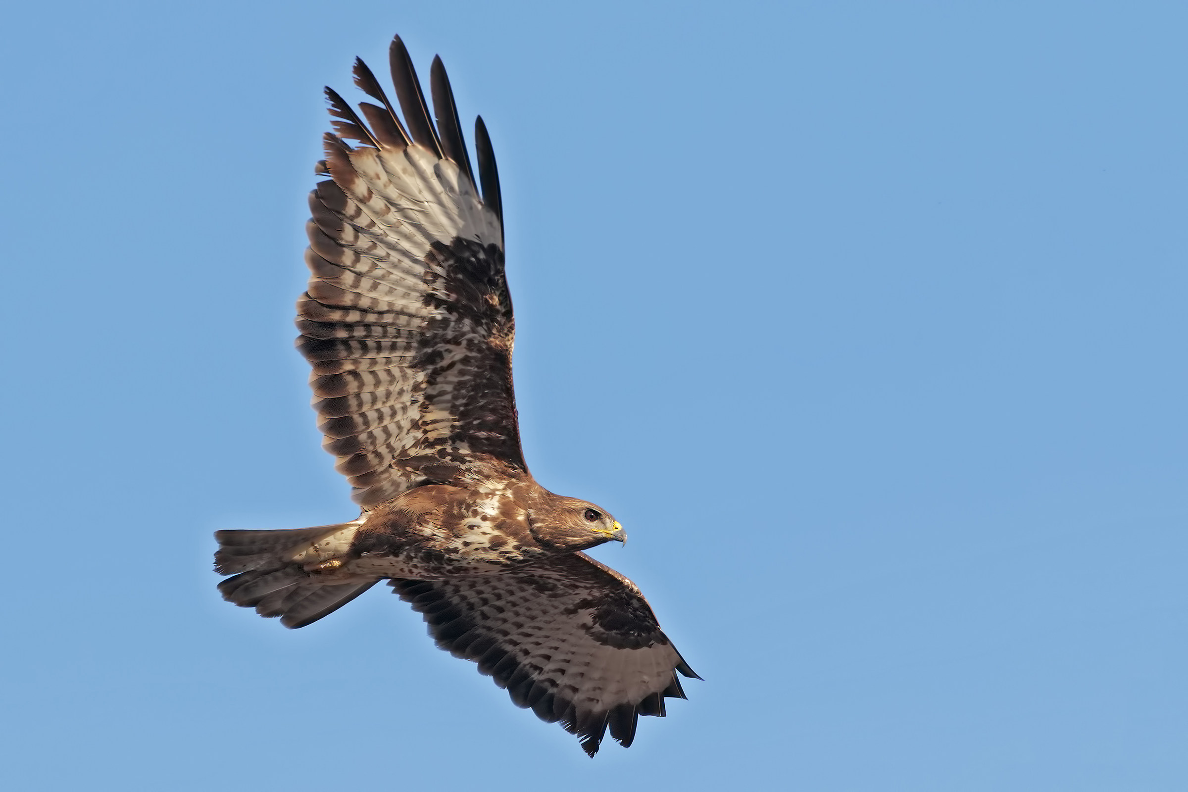 Buzzard