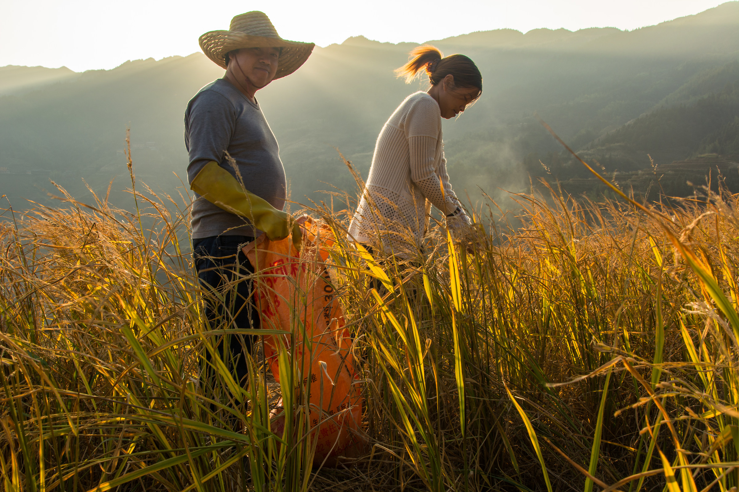 Raccoglitori di riso di Longsheng, Cina