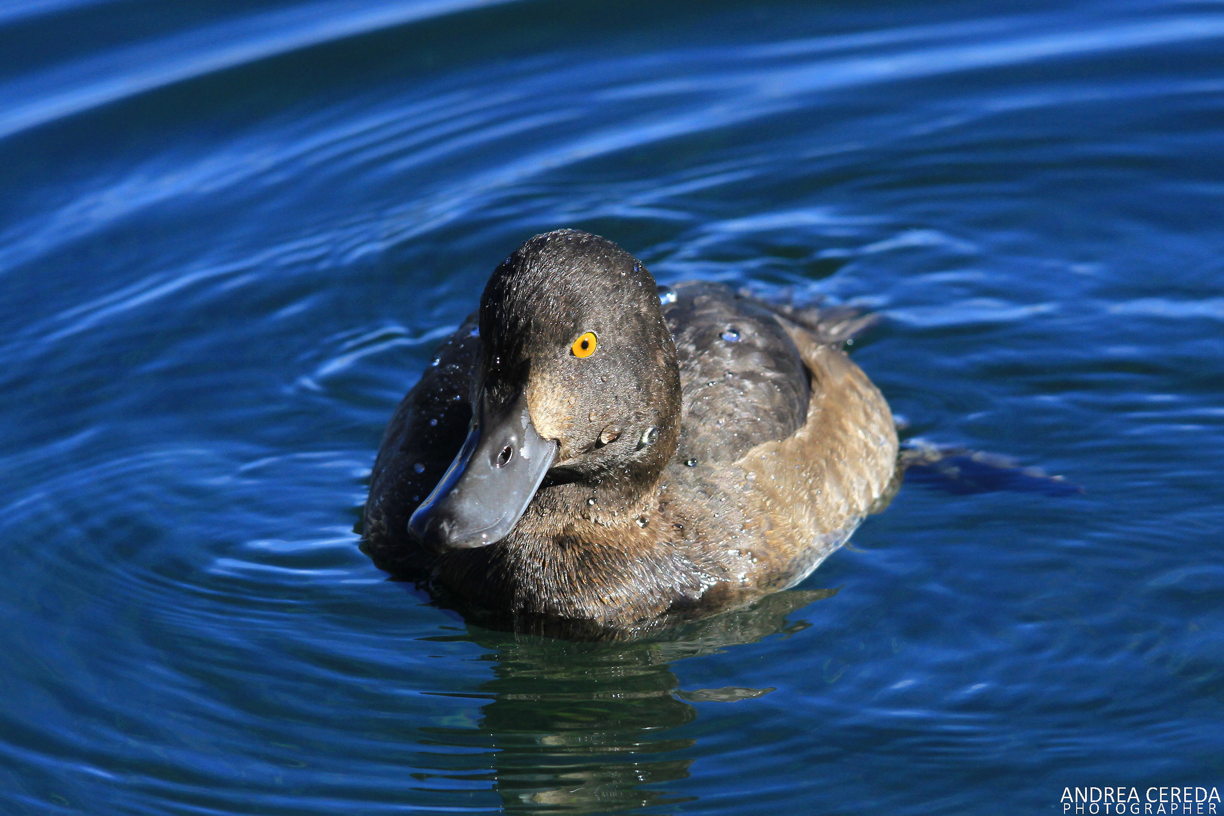 Aythya fuligula - Moretta femmina