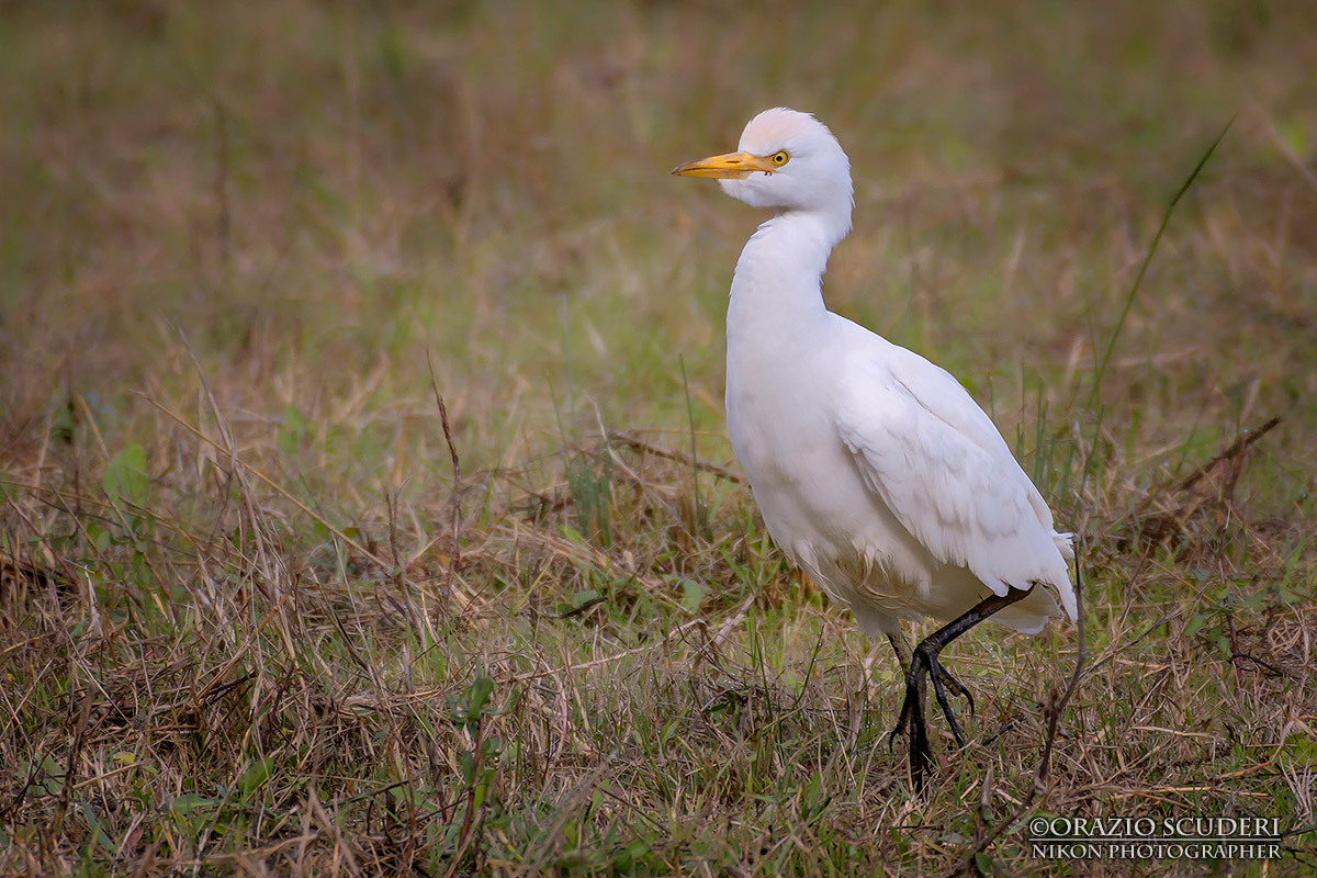 Babulcus ibis