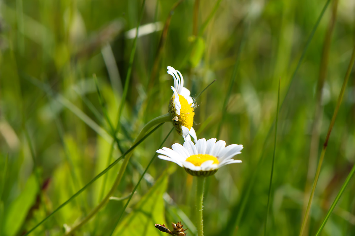 daisies