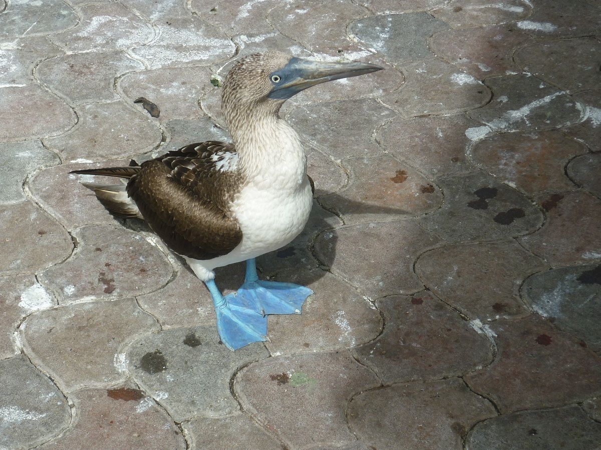 Sula dalle zampe azzurre (Galapagos)