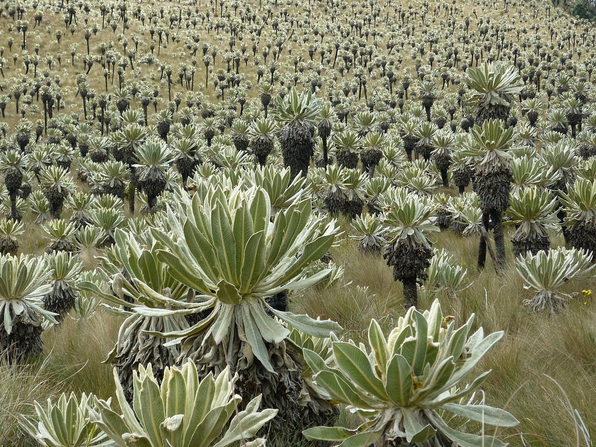 Frailejón speleta pycnophilla