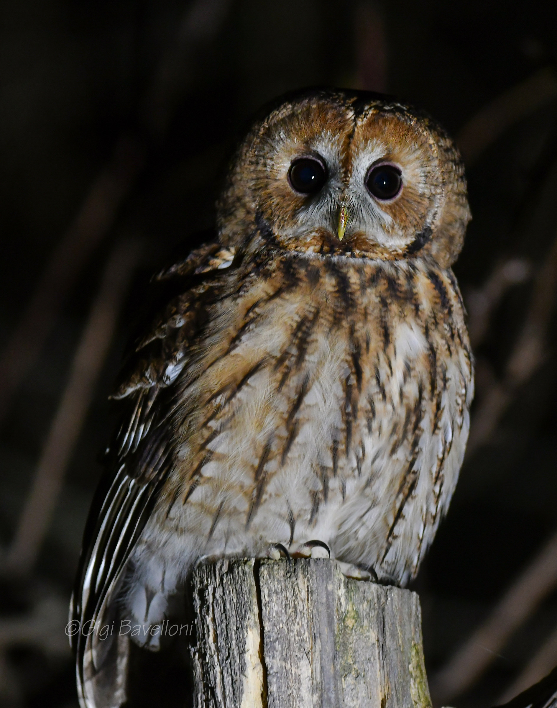 tawny owl