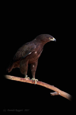 Aquila clanga