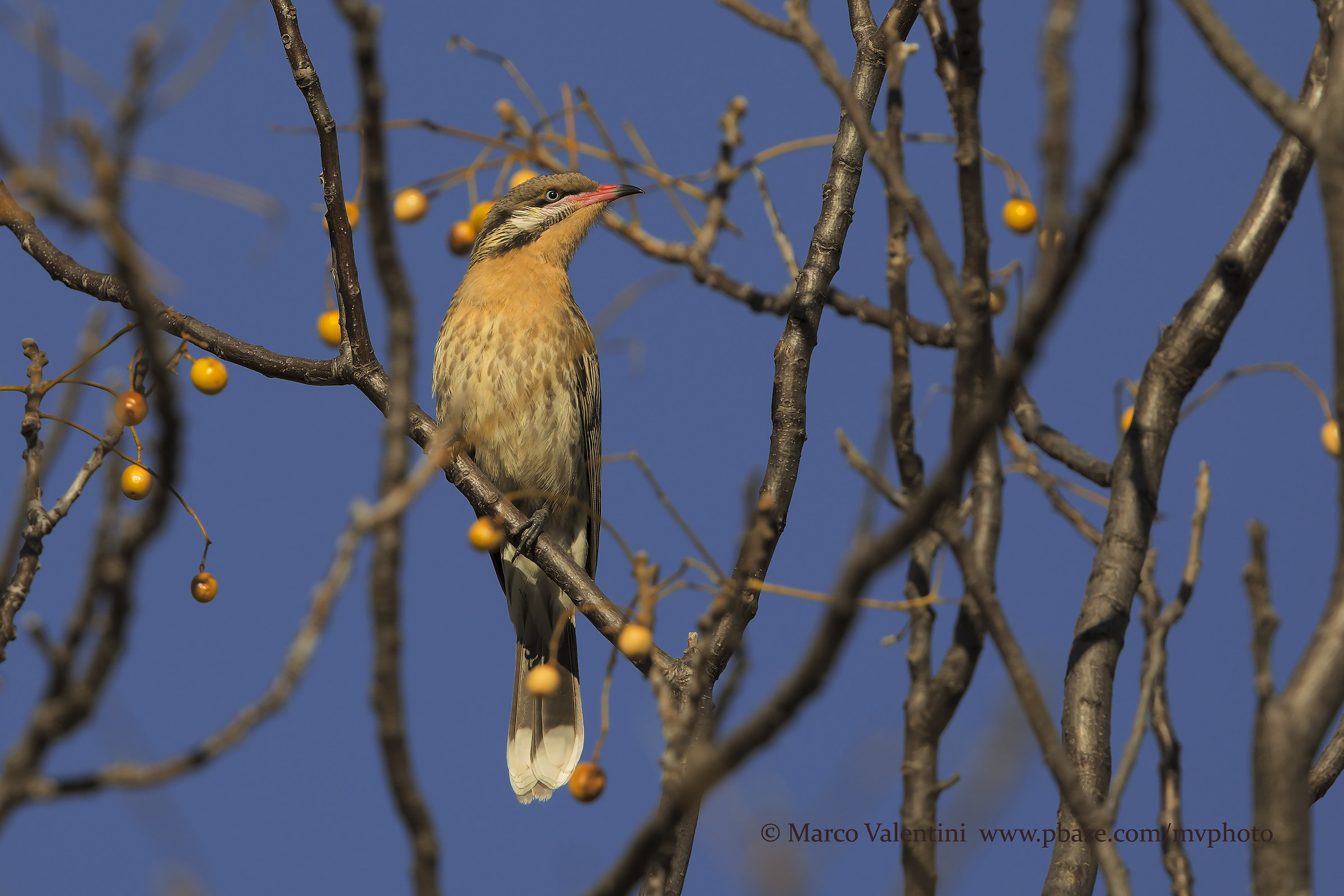 Suck me guessworkers