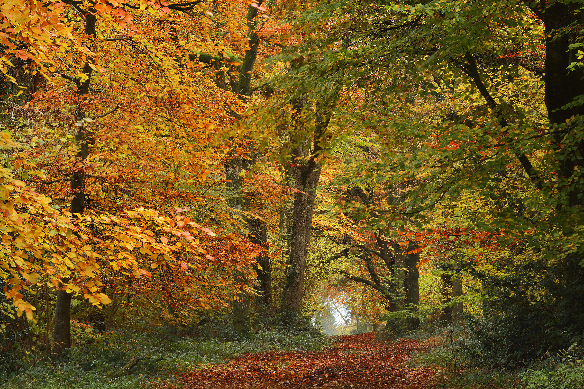 Passeggiata mattutina nel bosco