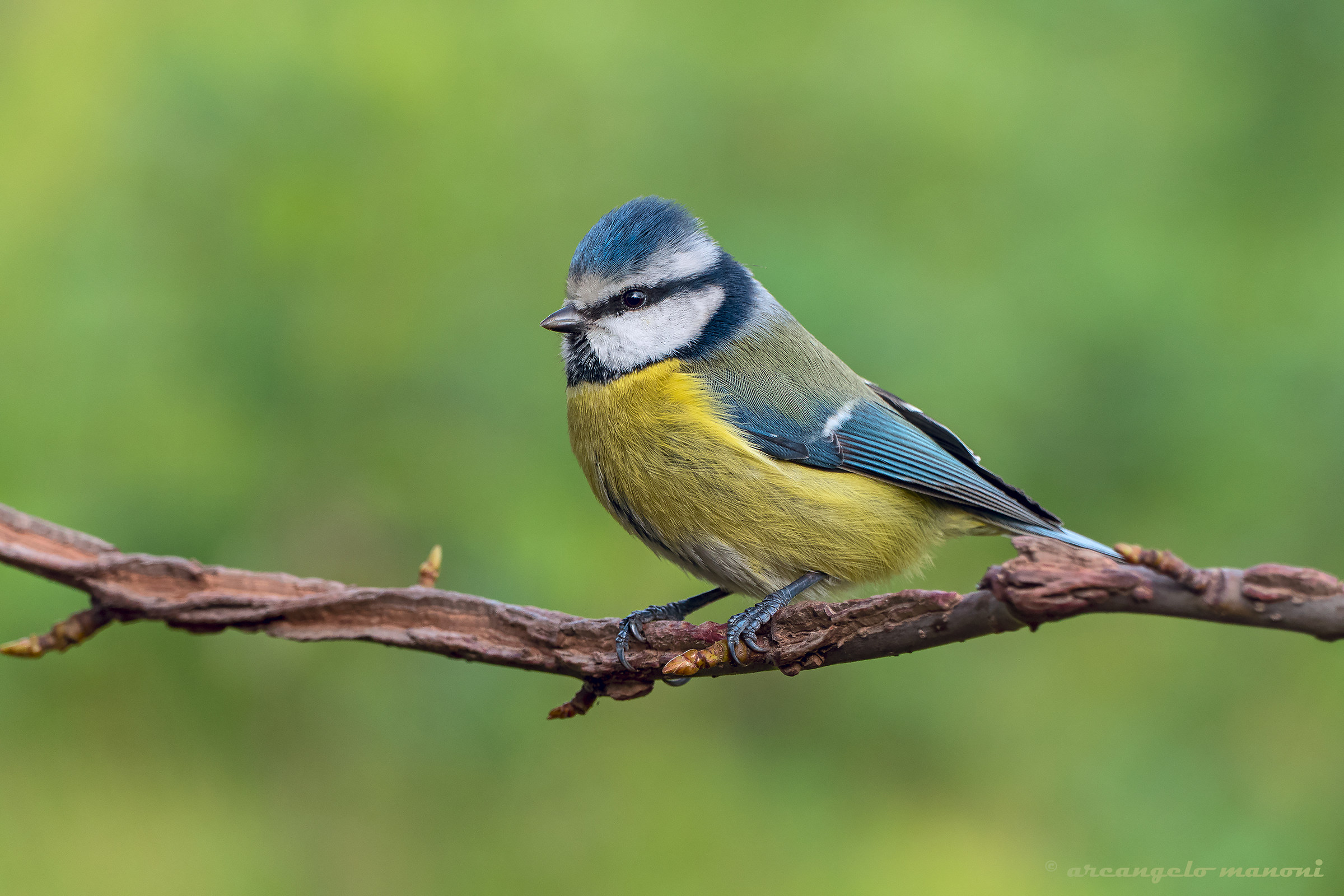 The Queen of Gardens
