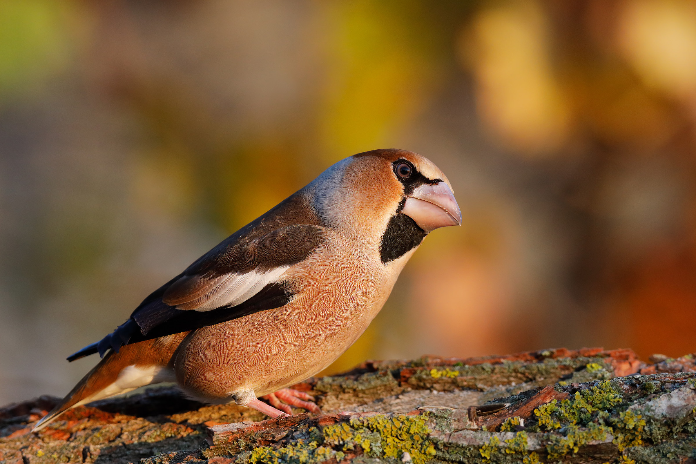 Grosbeak