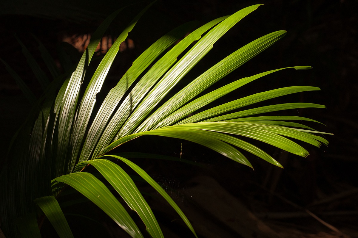 Seychelles - Valèe de May