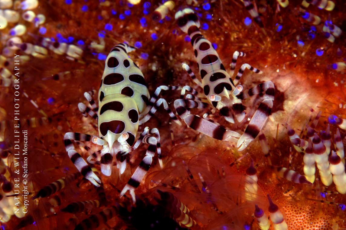 Periclemenes colemani