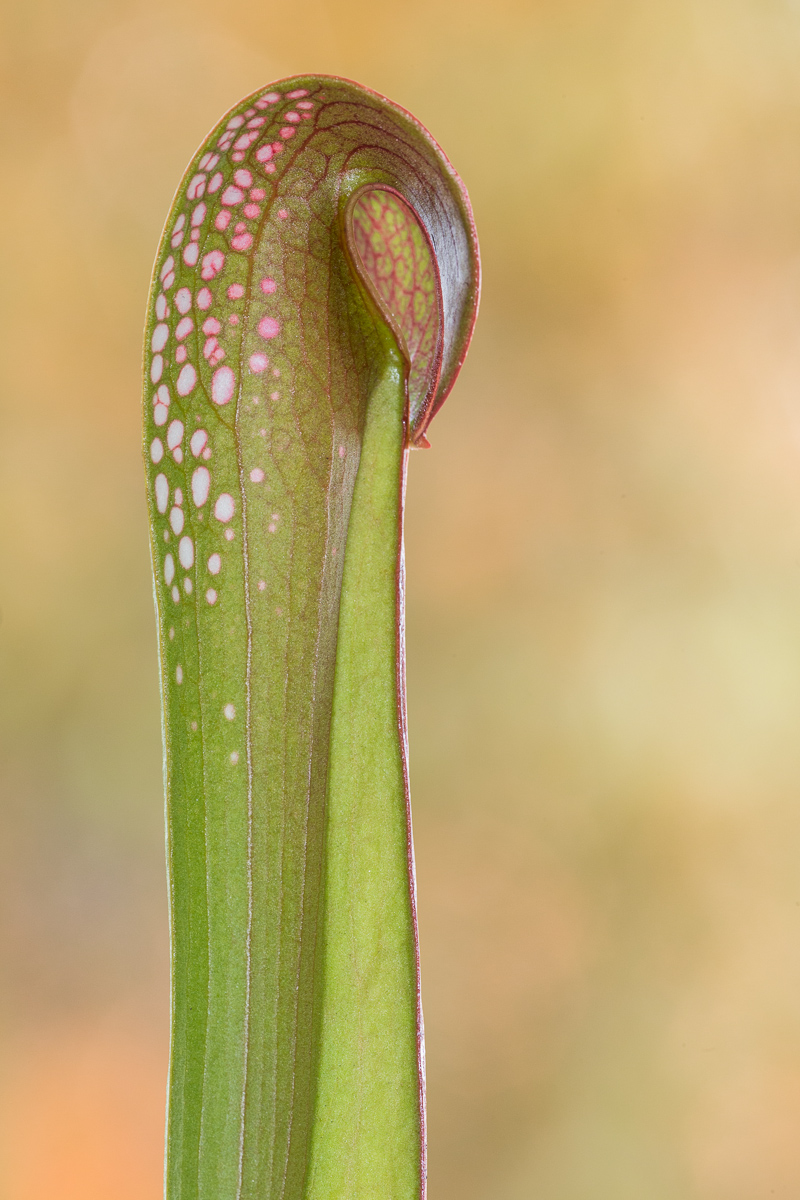 Sarracenia minor var. okefenokeensis ...