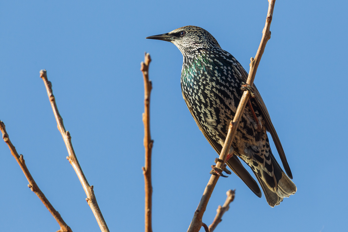 Common View Reverse ...