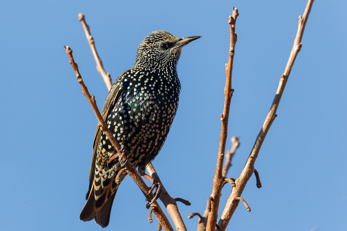 Common Sturnus (Sturnus vulgaris) ...