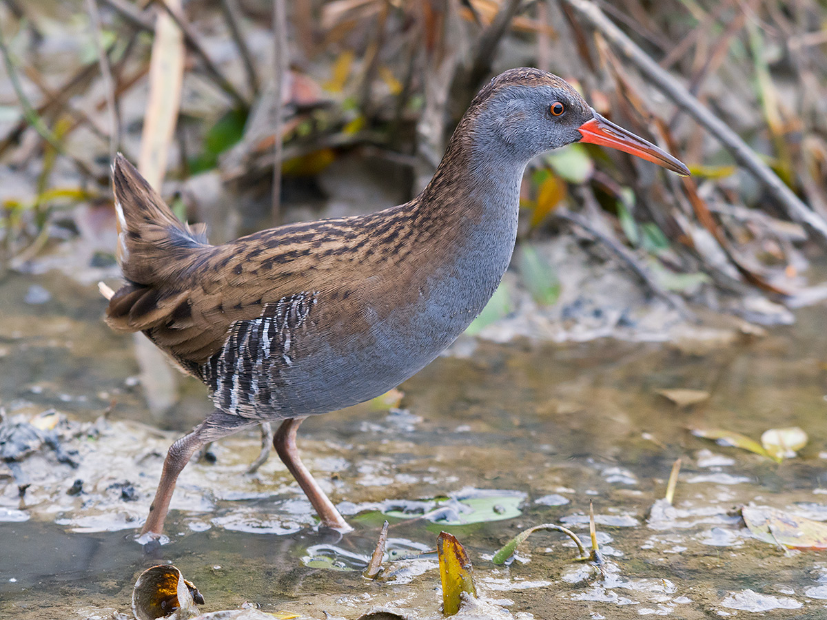 Porciglione on the alert