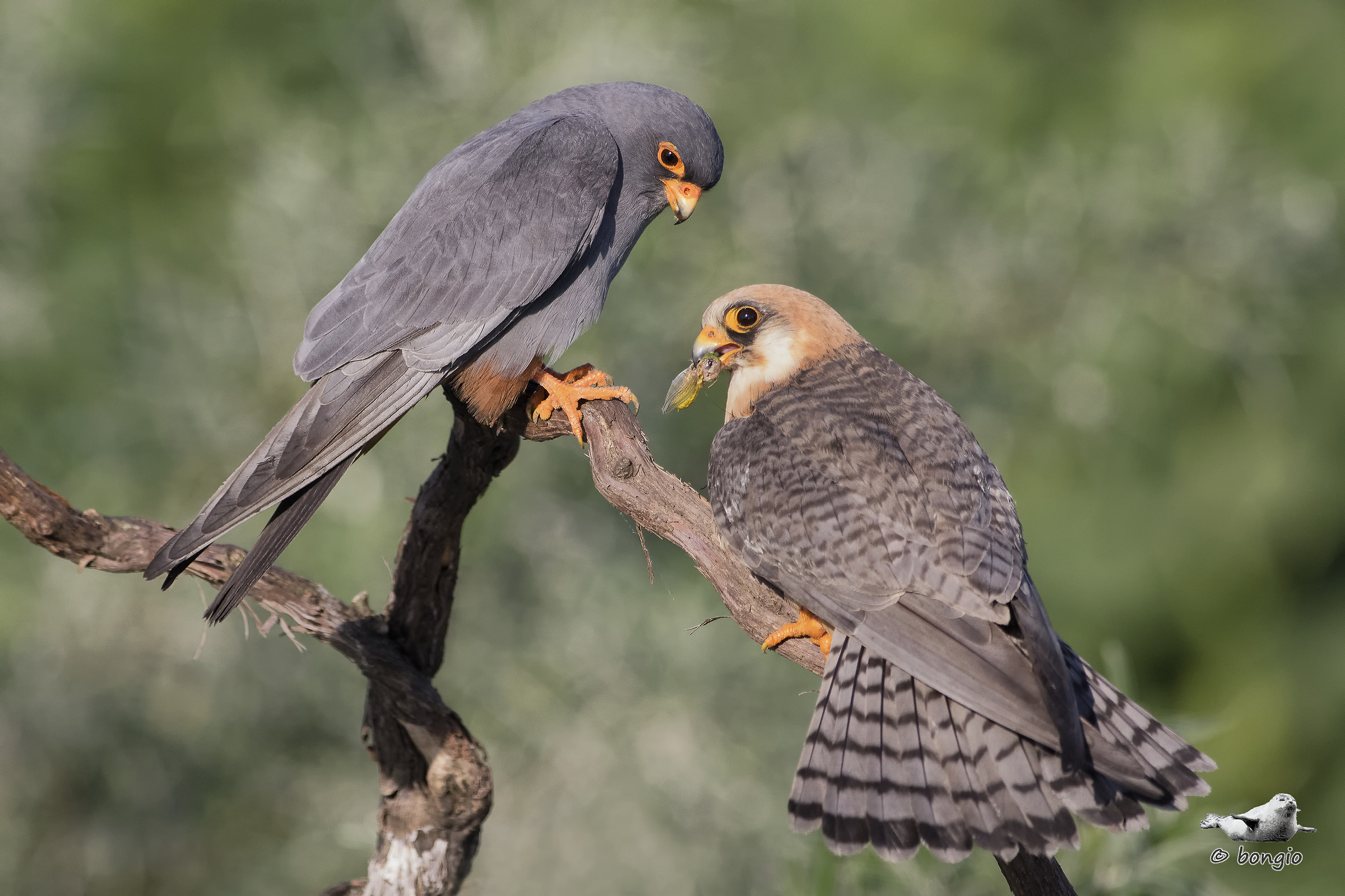 coppia di falco cuculo