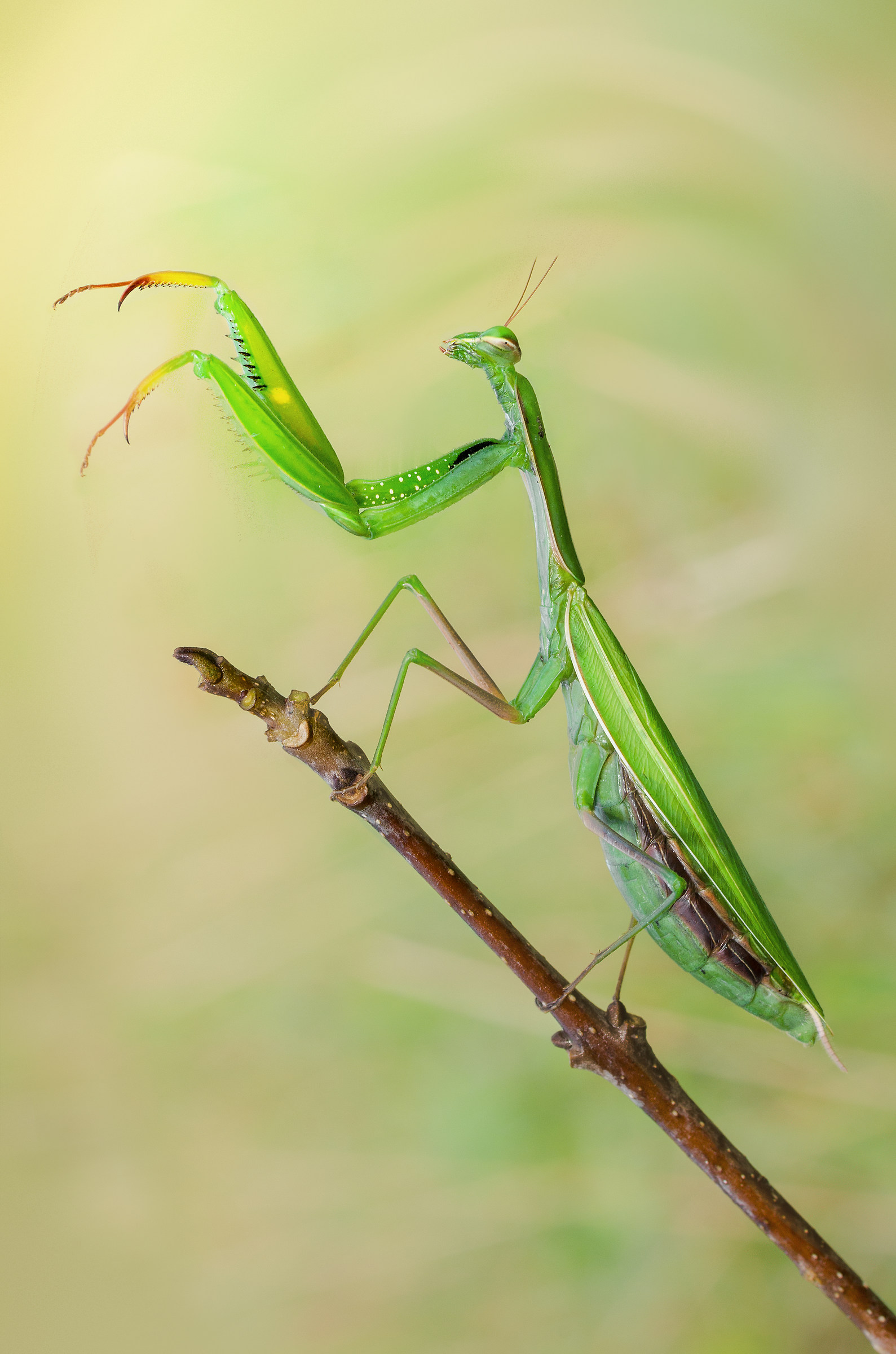 Mantide religiosa & female;