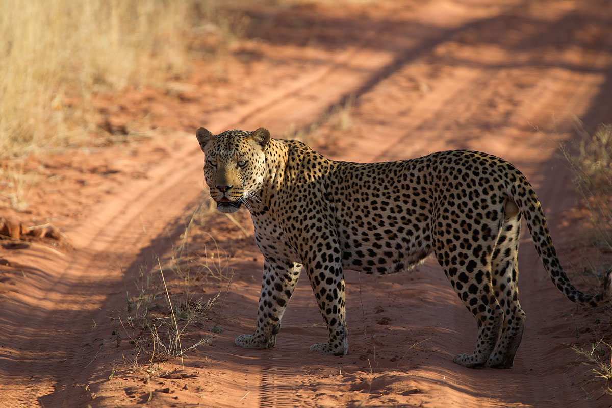 Leopard at Okonjima