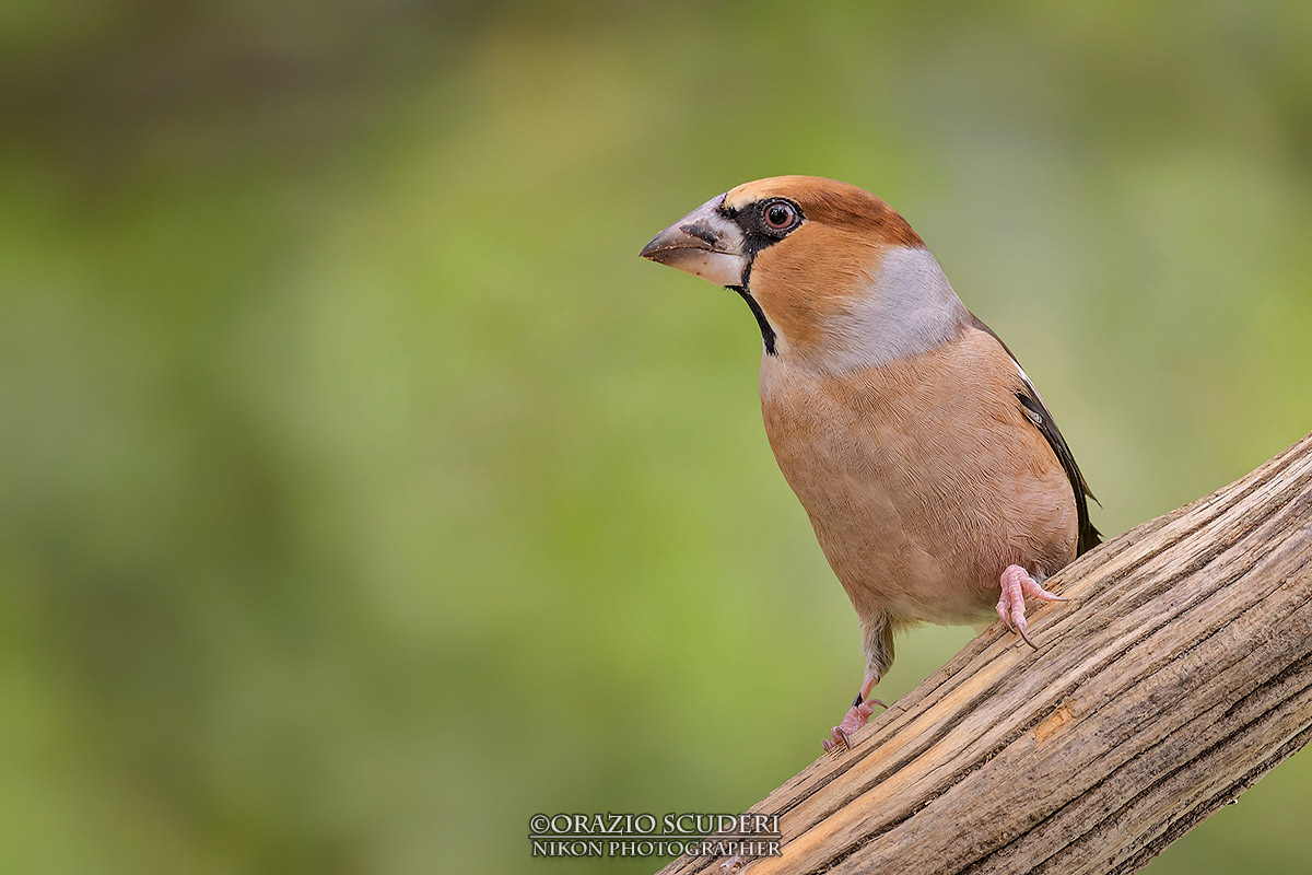 Coccothraustes coccothraustes