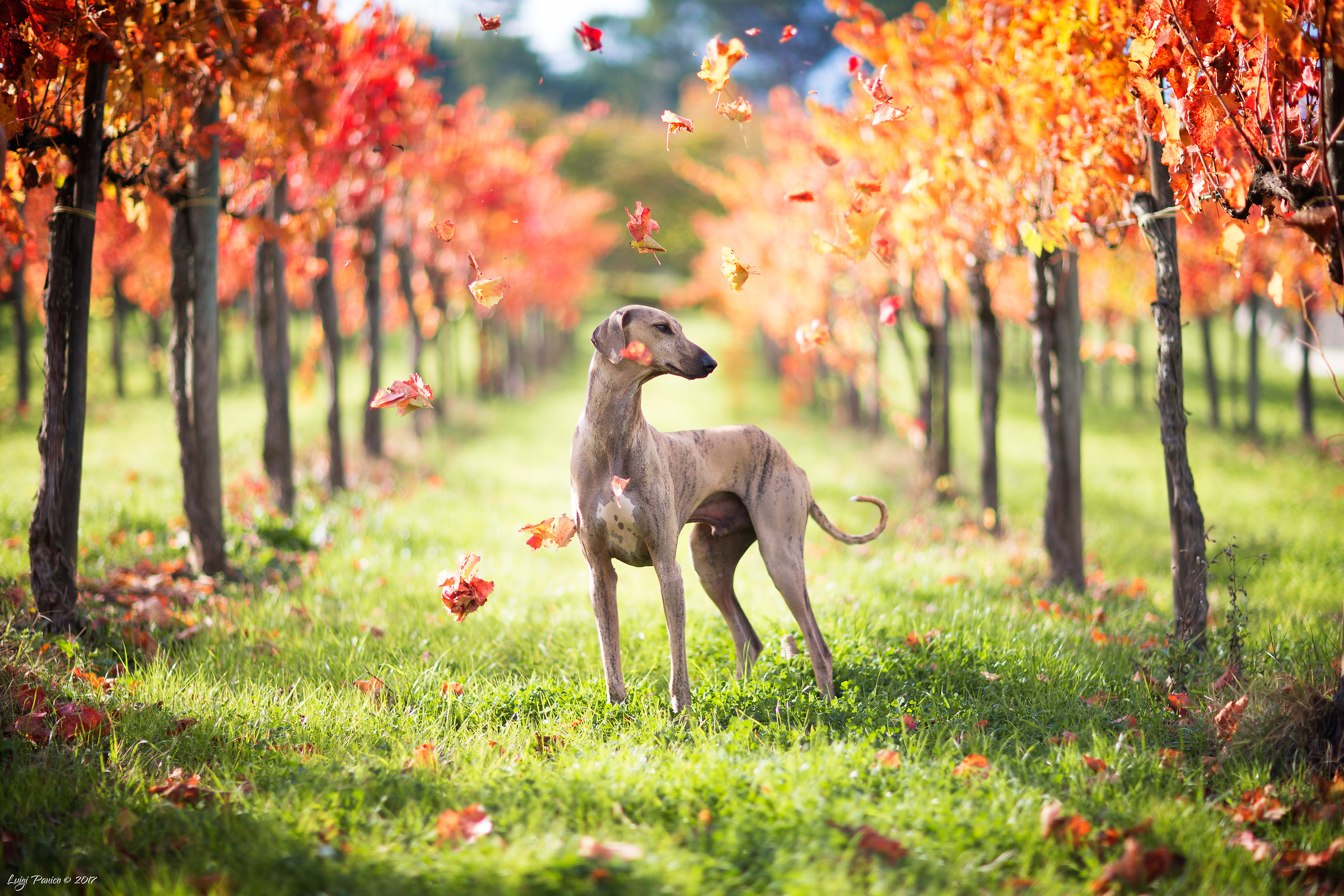Autumn in the vineyard