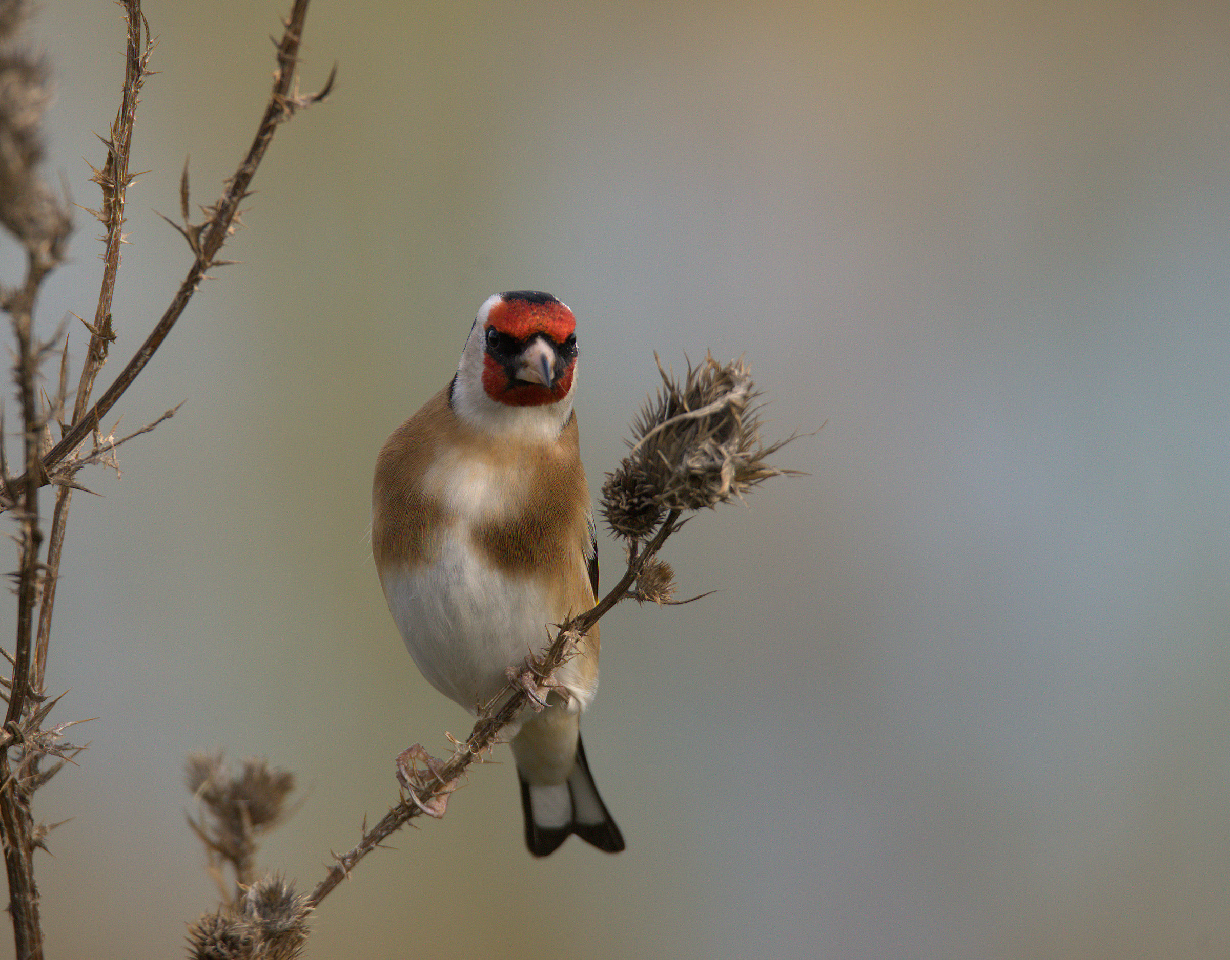 Goldfinch